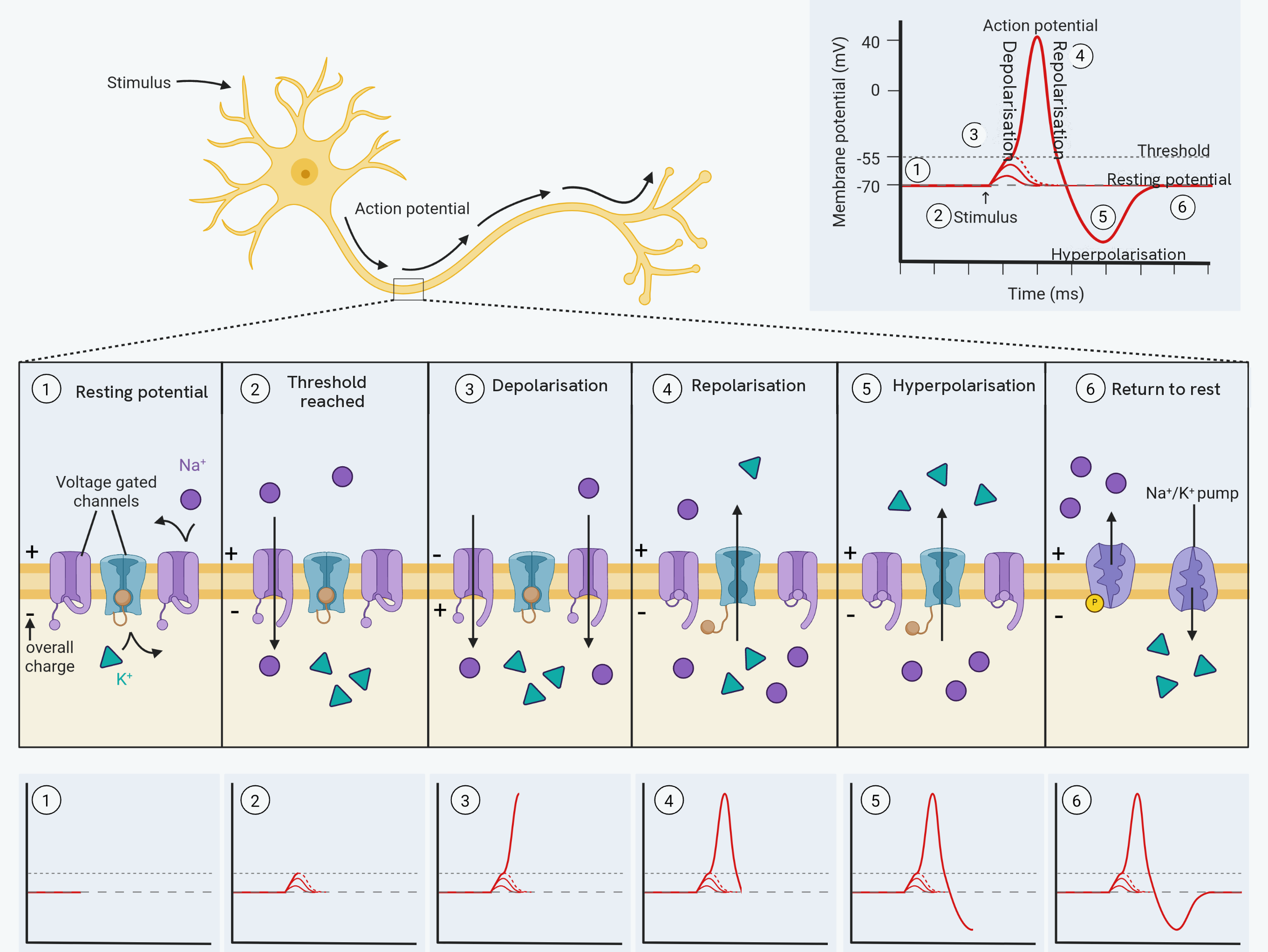 The action potential in three parts. A neurone at the top, with a stimulus arriving at the dendrites and the action potential travelling along the axon. A graph of membrane potential in millivolts against time in milliseconds, marked with the resting potential at minus 70, the threshold at minus 55, depolarisation up the rising limb, repolarisation down the falling limb, hyperpolarisation at the dip below resting, and the return to rest. Below, six panels of a magnified patch of axon membrane, numbered to match the graph: resting potential, threshold reached, depolarisation, repolarisation, hyperpolarisation and return to rest, each showing the voltage gated sodium and potassium channels, the sodium and potassium ions either side of the membrane, the overall charge, and the sodium-potassium pump in the last panel