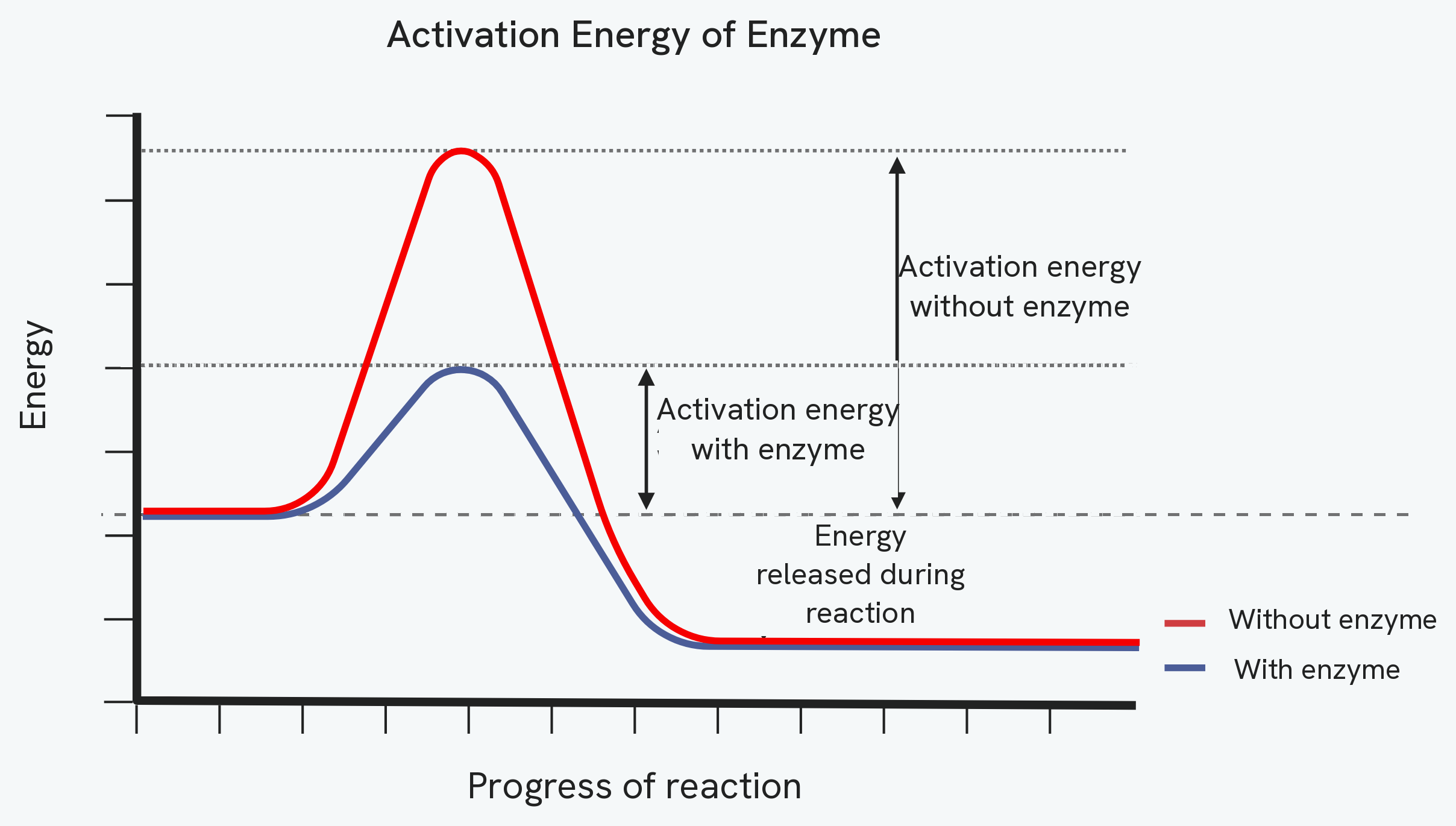 An energy profile for a reaction with and without an enzyme. Both routes start and end at the same energy, so the energy released during the reaction is the same, but the enzyme route has a much lower peak, showing that the enzyme lowers the activation energy.
