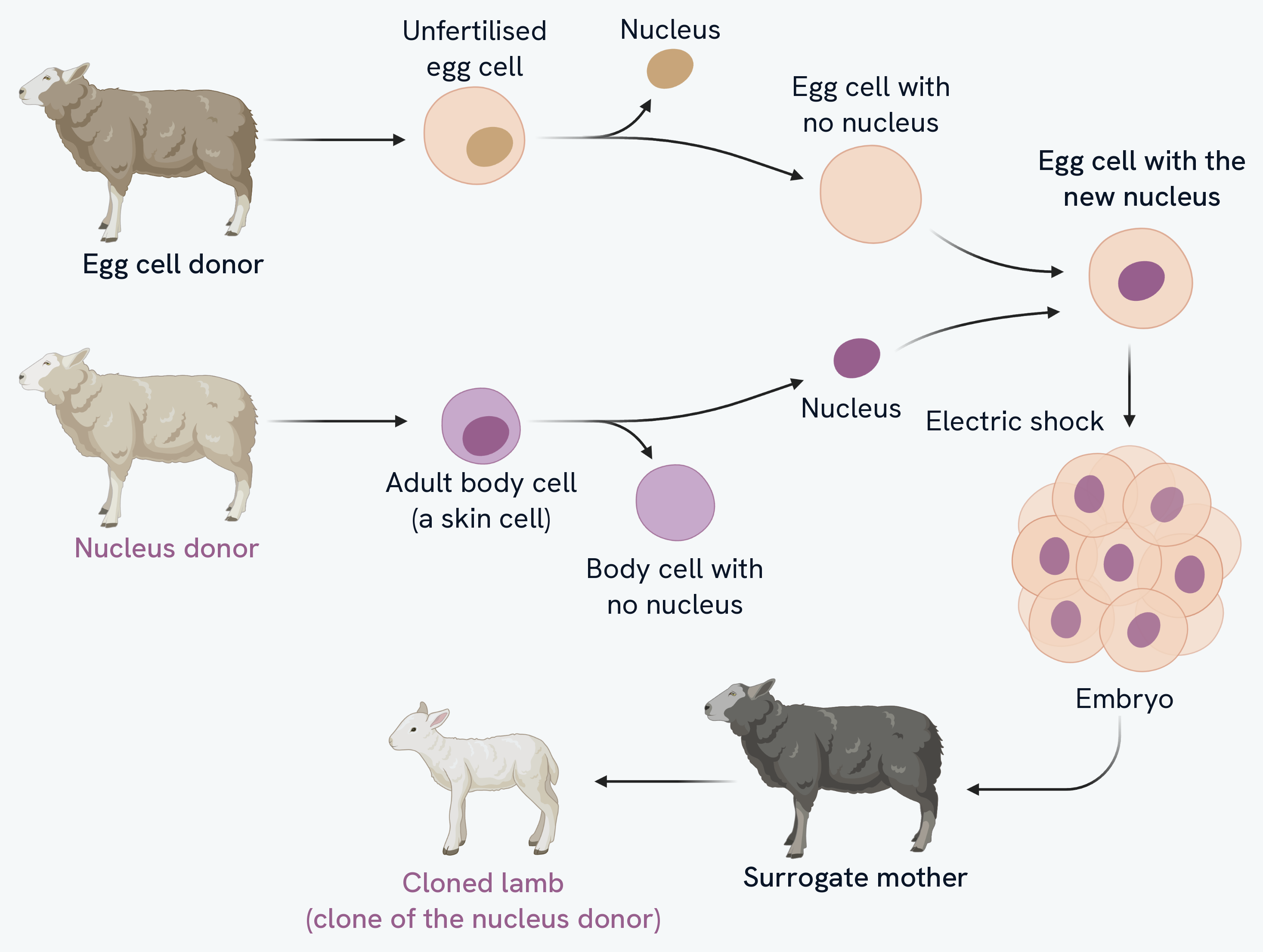 Adult cell cloning as a flow across the page. A brown egg cell donor sheep gives an unfertilised egg cell, whose own nucleus is taken out and set aside, leaving an egg cell with no nucleus. A pale nucleus donor sheep gives an adult body cell, whose purple nucleus is taken out, leaving a body cell with no nucleus. The two meet as an egg cell carrying that new purple nucleus, an electric shock on the next arrow makes it divide into an embryo, and the embryo is put into a dark grey surrogate mother, which gives birth to a pale cloned lamb. The nucleus donor and the lamb are named in purple, the egg donor and the surrogate in black