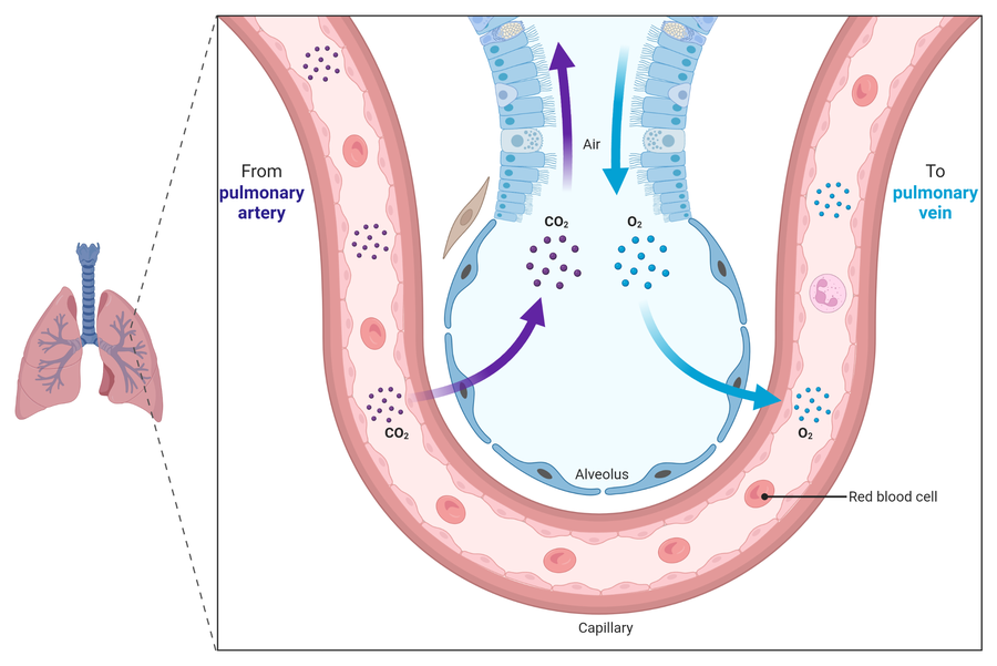One alveolus with a capillary looped around it. Blood arrives from the pulmonary artery on the left carrying carbon dioxide, and leaves to the pulmonary vein on the right carrying oxygen. Inside the alveolus, air moves in and out at the top. An arrow shows carbon dioxide diffusing from the blood into the alveolus, and a second arrow shows oxygen diffusing from the alveolus into the blood, where it is taken up by red blood cells