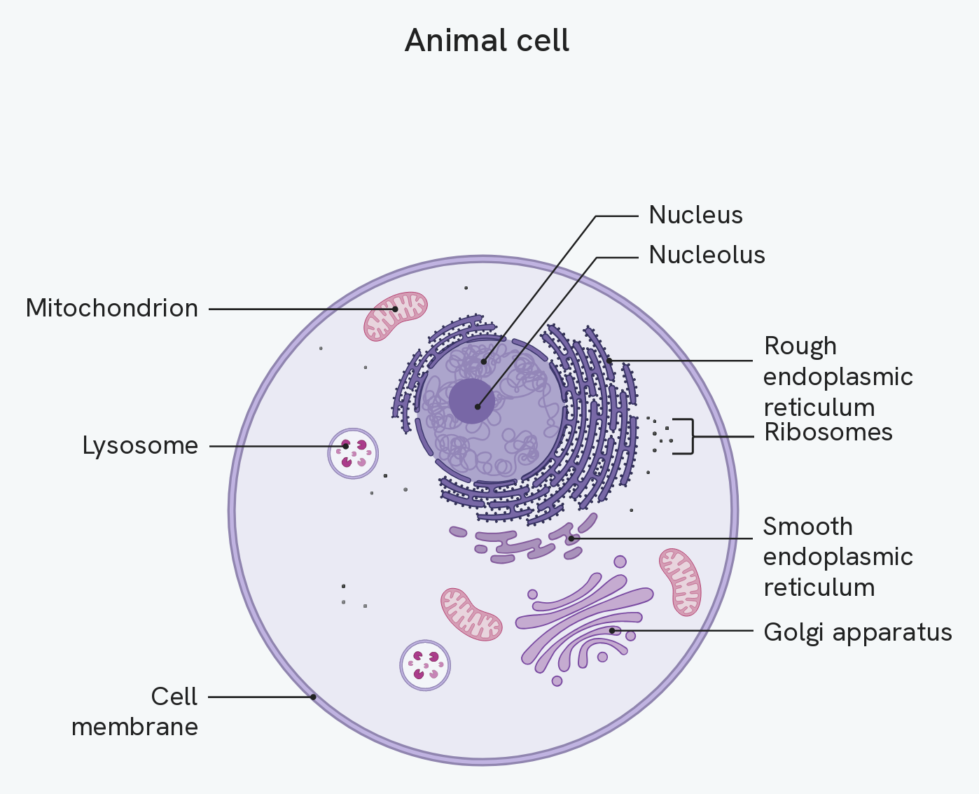 A generalised animal cell, labelling the cell membrane, the nucleus and its nucleolus, mitochondria, lysosomes, ribosomes, the rough and smooth endoplasmic reticulum and the Golgi apparatus