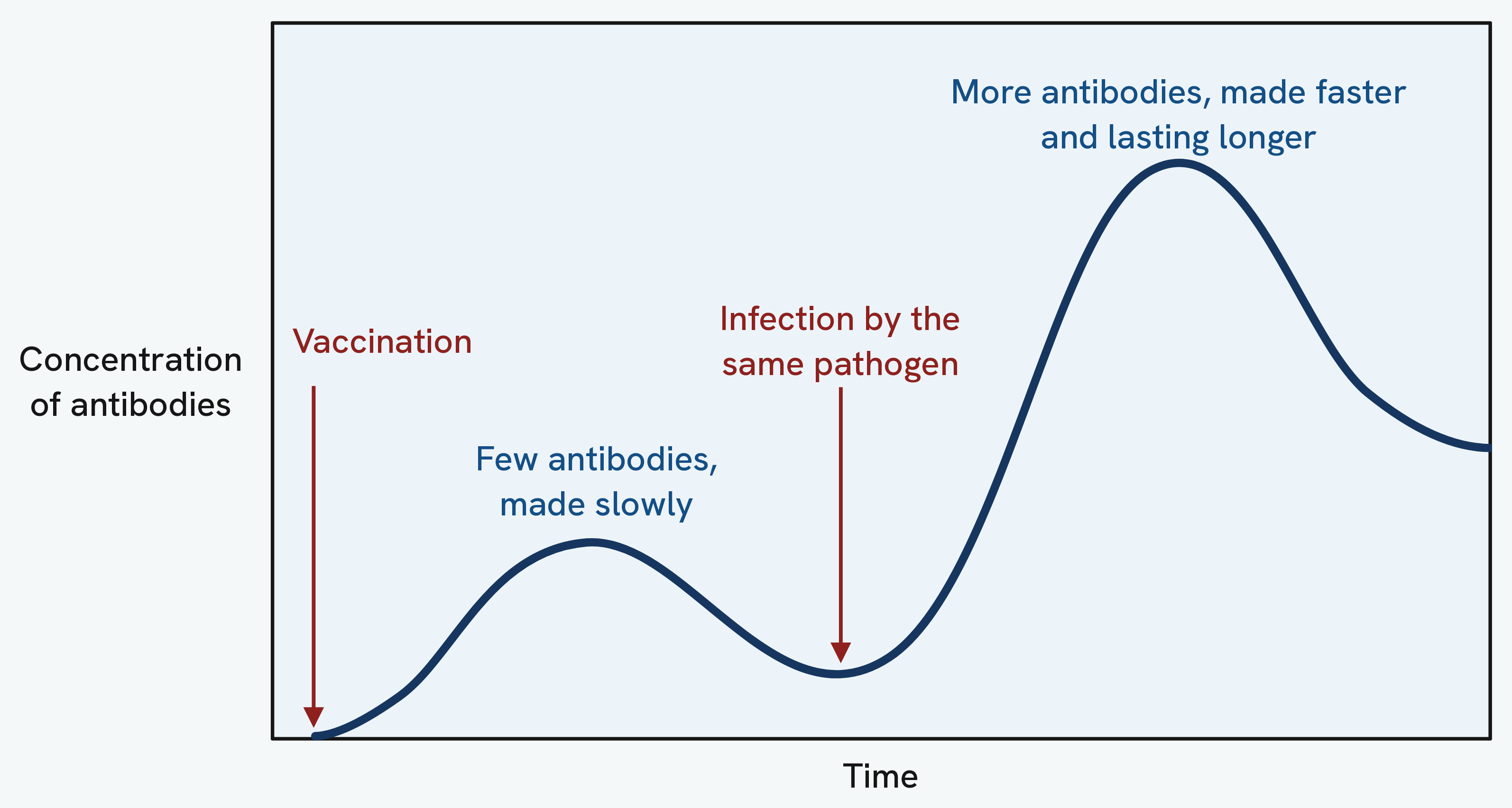 A graph of antibody concentration against time. A first arrow marks the vaccination, after which the line rises slowly to a low hump and falls away again. A second arrow marks infection by the same pathogen, after which the line climbs steeply to a peak several times higher and comes down more slowly