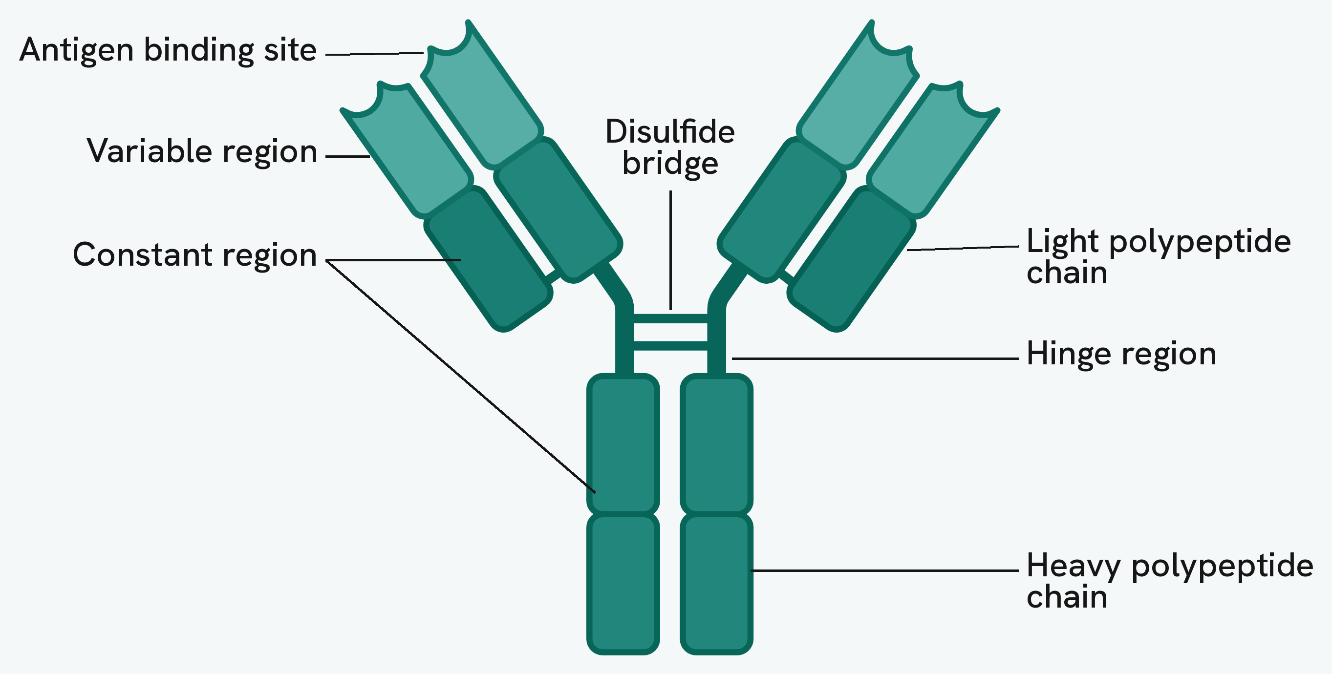 The structure of an antibody: a Y-shaped molecule of four polypeptide chains, two heavy chains running the length of the molecule and two shorter light chains, joined by disulfide bridges. Each arm ends in a variable region forming an antigen binding site, the rest is the constant region, and the hinge region between the arms and the stem lets them move