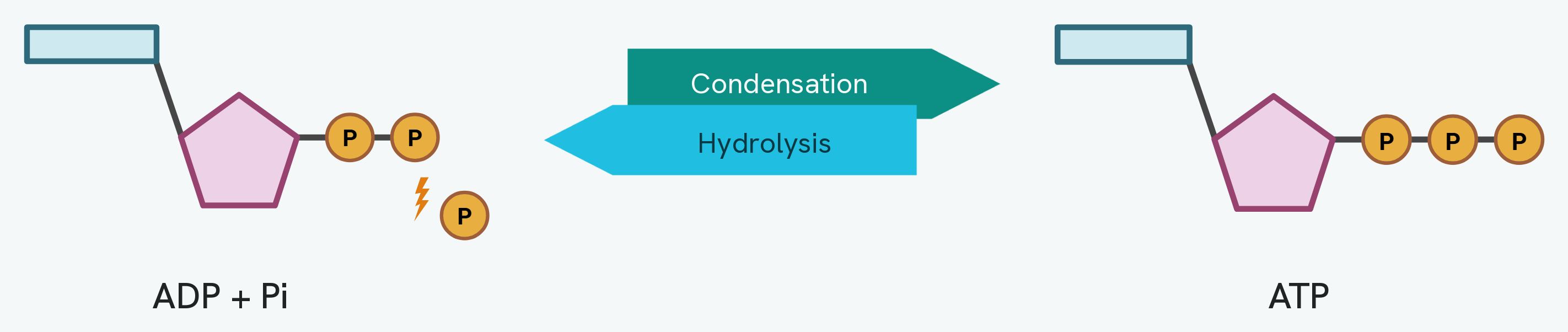 The interconversion of ATP and ADP. Hydrolysis breaks the bond to the third phosphate, giving ADP plus an inorganic phosphate and releasing energy. Condensation joins ADP and an inorganic phosphate back into ATP.