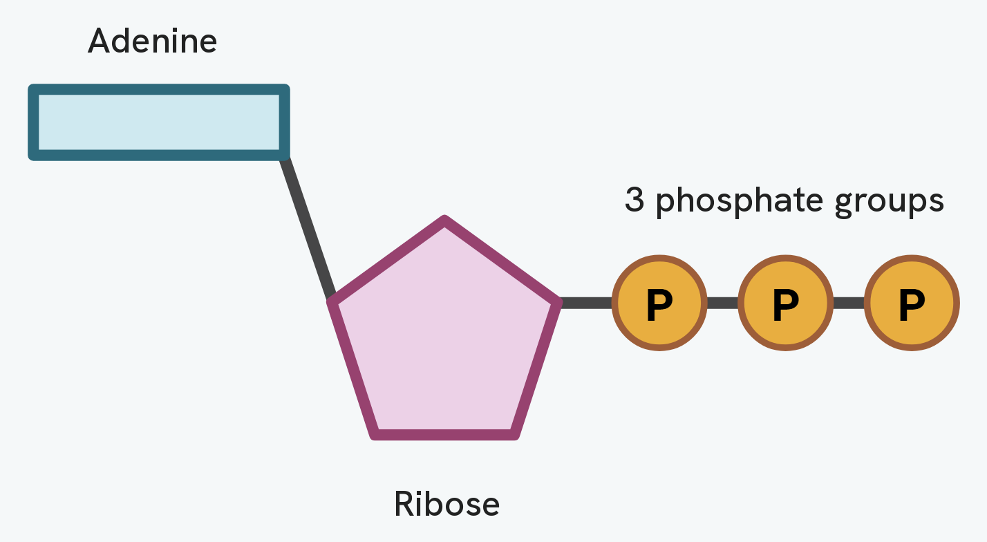 The structure of ATP, a nucleotide made of the base adenine joined to the pentose sugar ribose, which is joined to a chain of three phosphate groups.