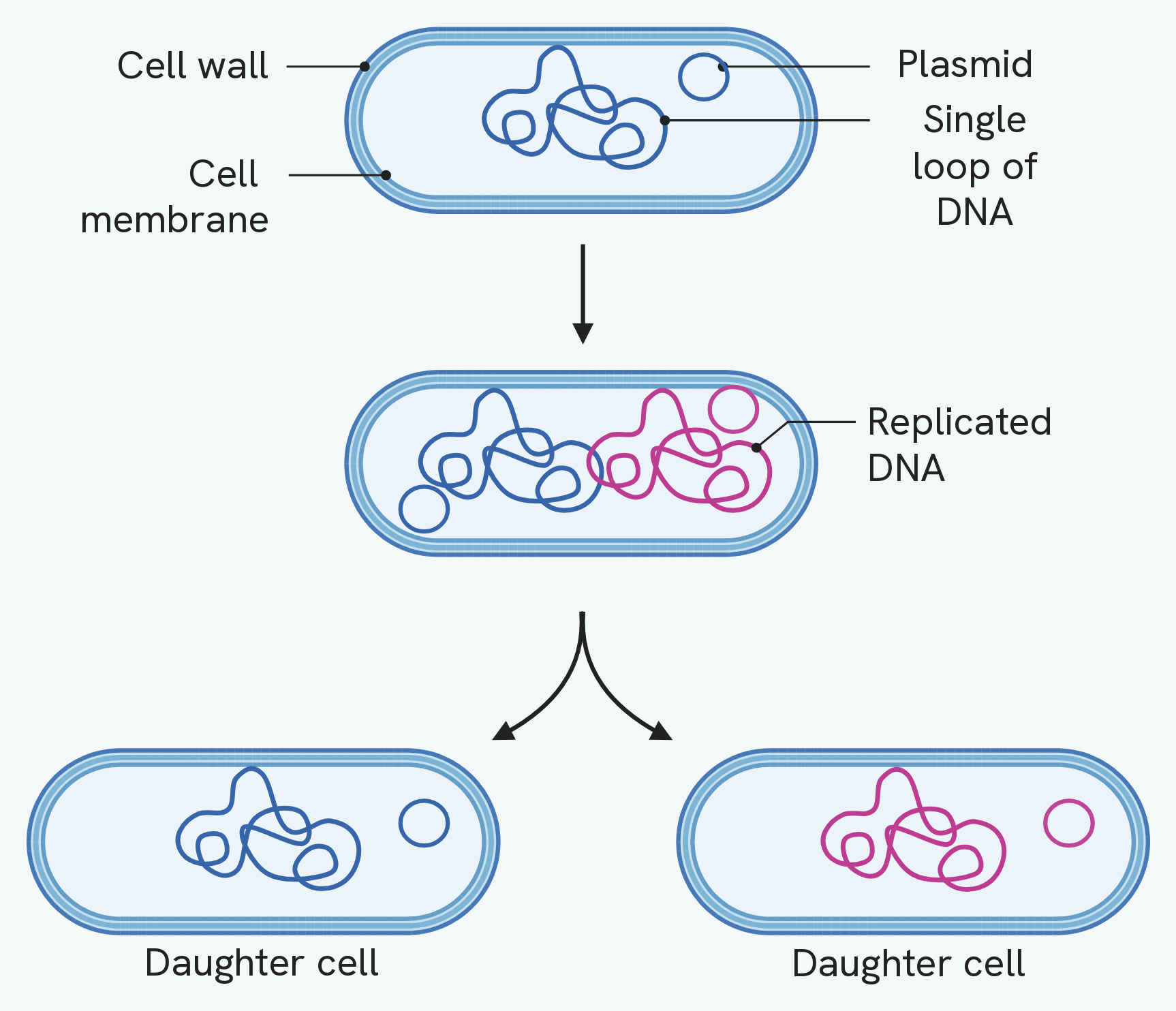 Binary fission. A bacterial cell with a cell wall, cell membrane, a single loop of DNA and a plasmid copies its DNA, then splits into two genetically identical daughter cells, each with one copy of the loop and a plasmid