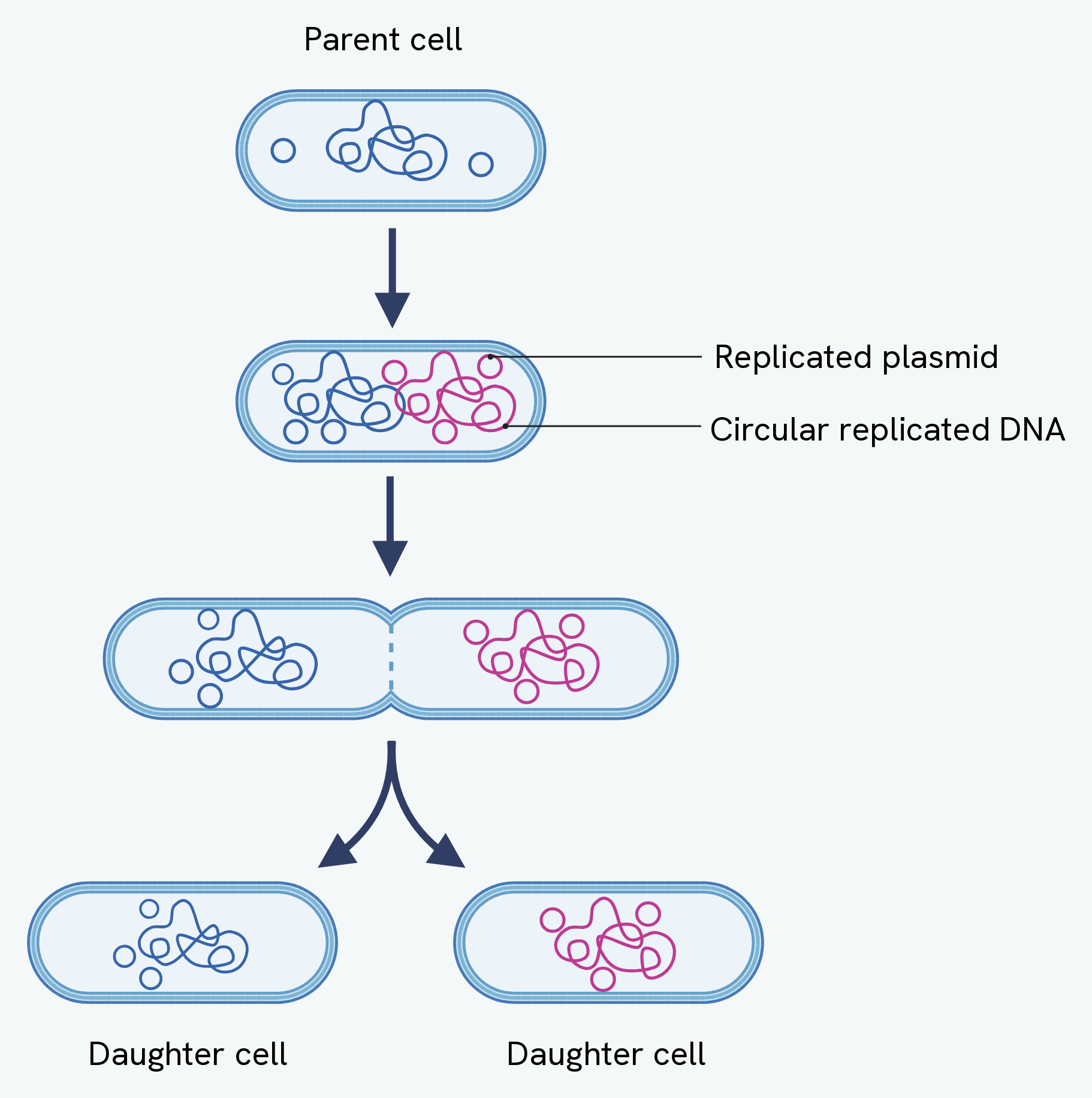 Binary fission, showing a parent cell replicating its circular DNA and plasmids and then dividing into two genetically identical daughter cells