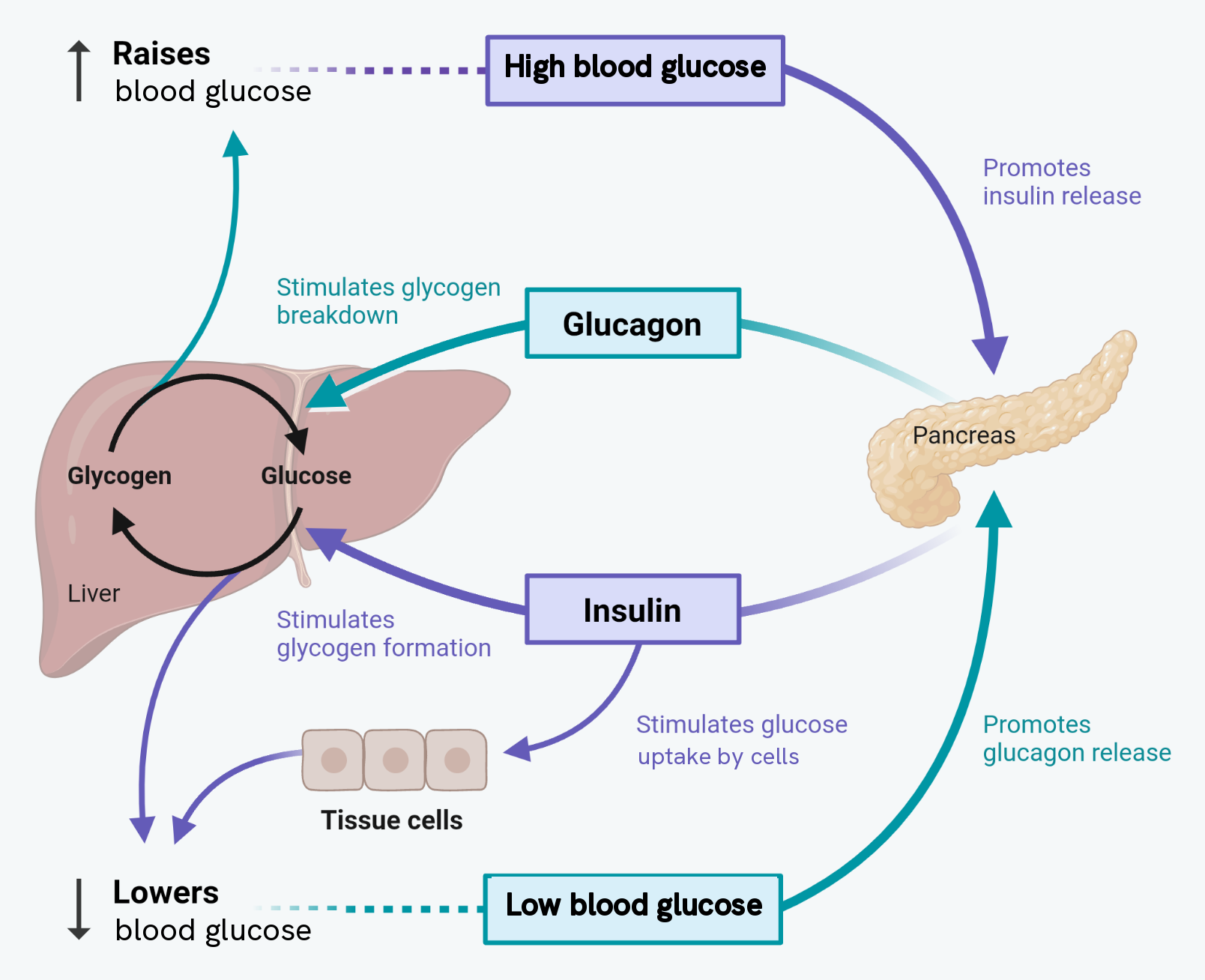 The whole control loop in one picture, with the liver on the left and the pancreas on the right. High blood glucose makes the pancreas release insulin, which stimulates glycogen formation in the liver and glucose uptake by tissue cells, and so lowers blood glucose. Low blood glucose makes the pancreas release glucagon, which stimulates the breakdown of glycogen in the liver back into glucose, and so raises blood glucose. Inside the liver, glycogen and glucose are joined by arrows running both ways