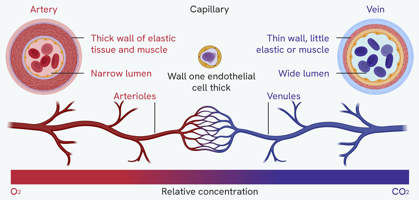 The vessels compared. Across the top an artery, a capillary and a vein are cut across and drawn to the same scale: the artery has a thick wall of elastic tissue and muscle around a narrow lumen, the capillary is a tiny ring whose wall is one endothelial cell thick, and the vein has a thin wall with little elastic tissue or muscle around a wide lumen. Below them a single vessel runs left to right, branching into arterioles, then into a capillary bed, then joining up again through venules. A bar underneath shifts from red to blue, showing oxygen falling and carbon dioxide rising along the way