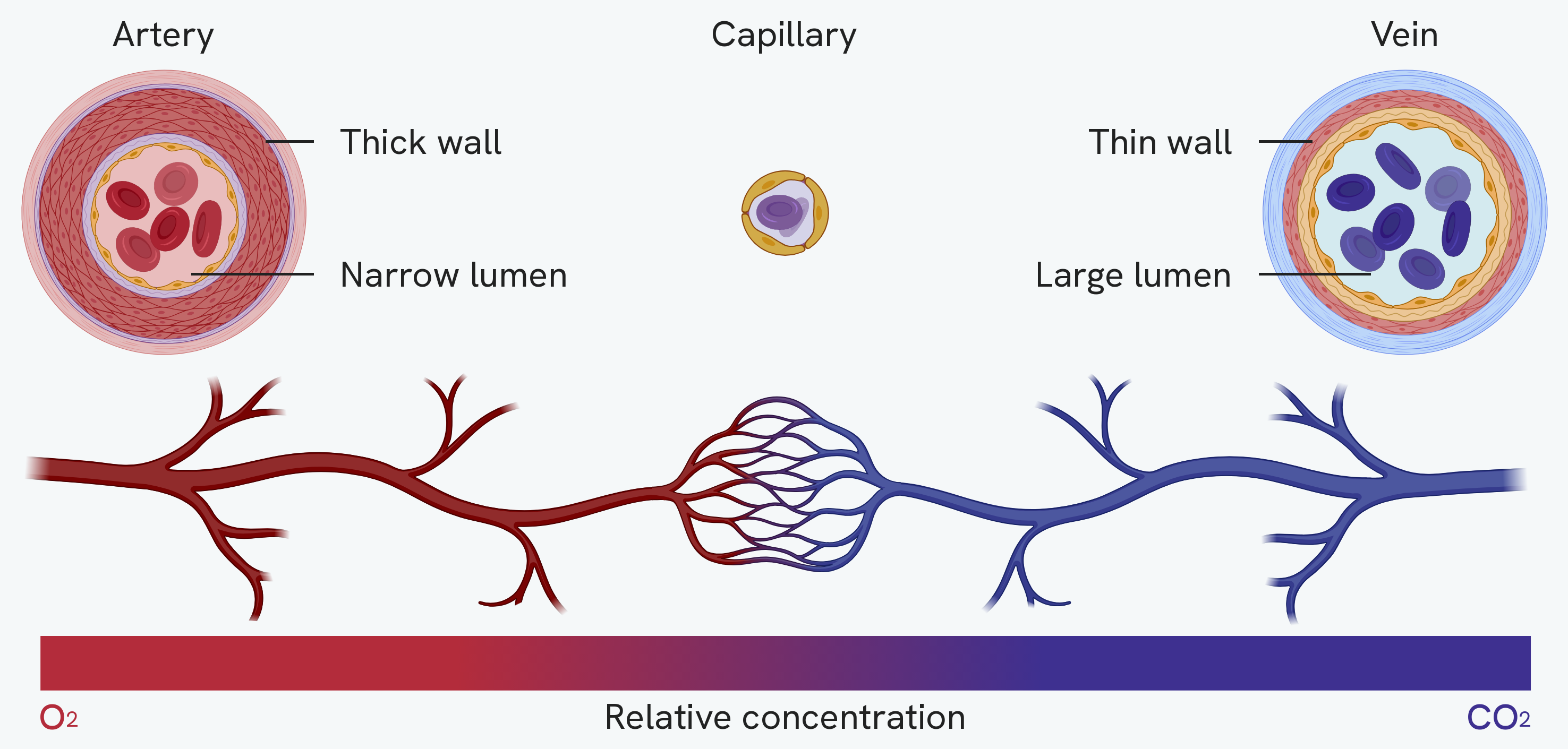 The three blood vessels cut across and drawn to the same scale. The artery has a thick wall labelled around a narrow lumen, the capillary is a tiny ring one cell thick, and the vein has a thin wall around a large lumen. Beneath them a single vessel runs from left to right, dividing into a network of capillaries in the middle and joining back up again, and a bar underneath shifts from red to blue to show oxygen falling and carbon dioxide rising along the way