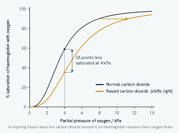 Two oxyhaemoglobin dissociation curves on the same axes. The curve at normal carbon dioxide concentration is drawn in dark ink. The curve at raised carbon dioxide is drawn in amber and lies to the right of it, with an arrow showing the shift. At a partial pressure of 4 kilopascals, a dotted line meets both curves: the normal curve at 59 per cent saturation and the raised carbon dioxide curve at 35 per cent, with the gap between them marked as 24 points less saturated