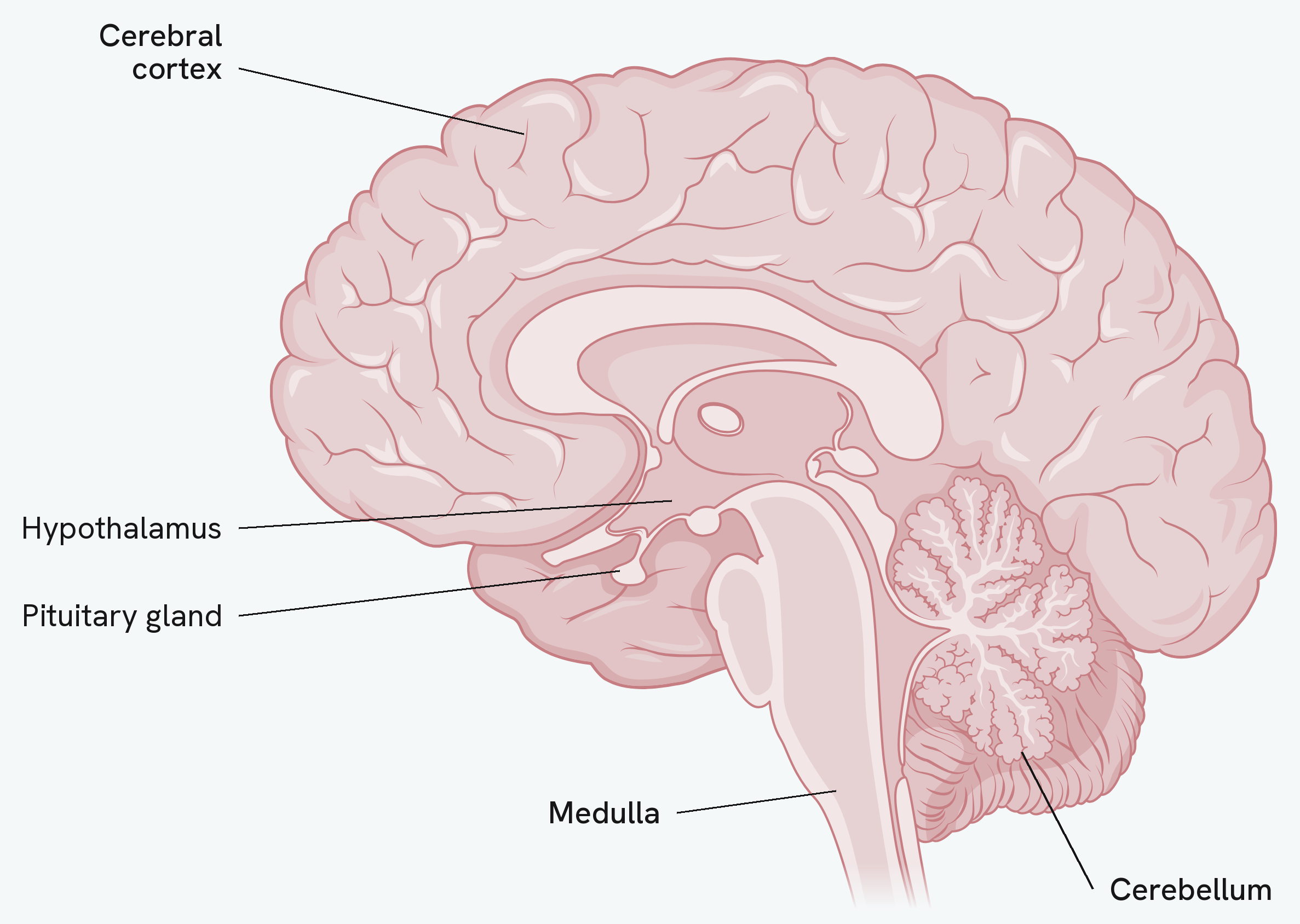 The human brain cut down the middle and seen from the side, facing left. The cerebral cortex is the folded outer layer over the top. The cerebellum is the smaller structure at the back with a branching internal pattern. The medulla is the lower part of the brainstem, running down to the spinal cord. The hypothalamus sits deep in the middle, with the pituitary gland hanging just below and in front of it