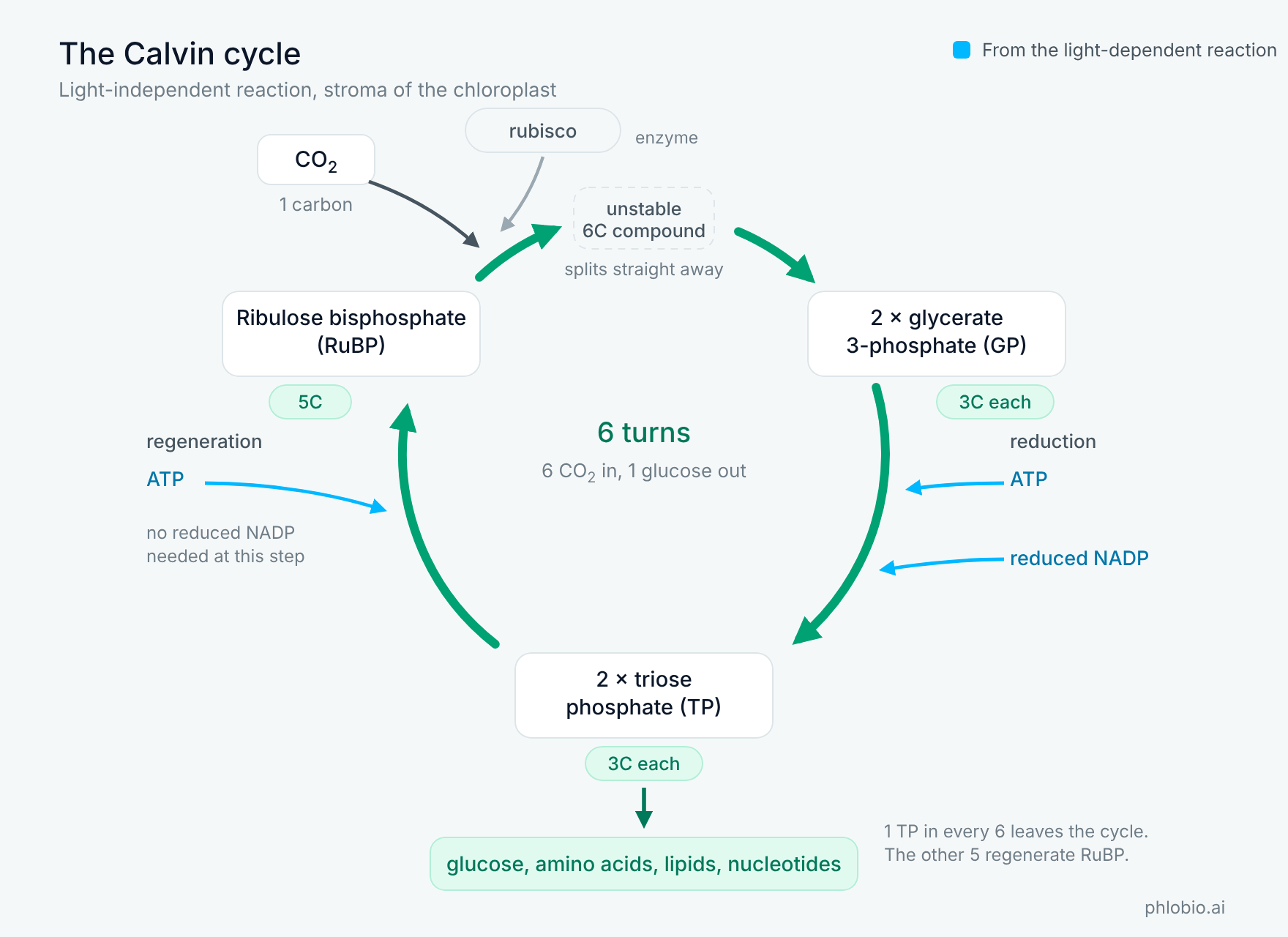 The Calvin cycle, the light-independent reaction, in the stroma of the chloroplast. Carbon dioxide, one carbon, combines with ribulose bisphosphate, five carbons, in a reaction catalysed by the enzyme rubisco, forming an unstable six-carbon compound that splits straight away into two molecules of glycerate 3-phosphate, three carbons each. Those are reduced to two molecules of triose phosphate, also three carbons each, using ATP and reduced NADP from the light-dependent reaction. Most triose phosphate regenerates ribulose bisphosphate, a step that uses ATP but no reduced NADP, while the rest leaves the cycle to make glucose, amino acids, lipids and nucleotides. The centre notes six turns, six carbon dioxide in and one glucose out, and a note explains that one triose phosphate in every six leaves the cycle while the other five regenerate ribulose bisphosphate