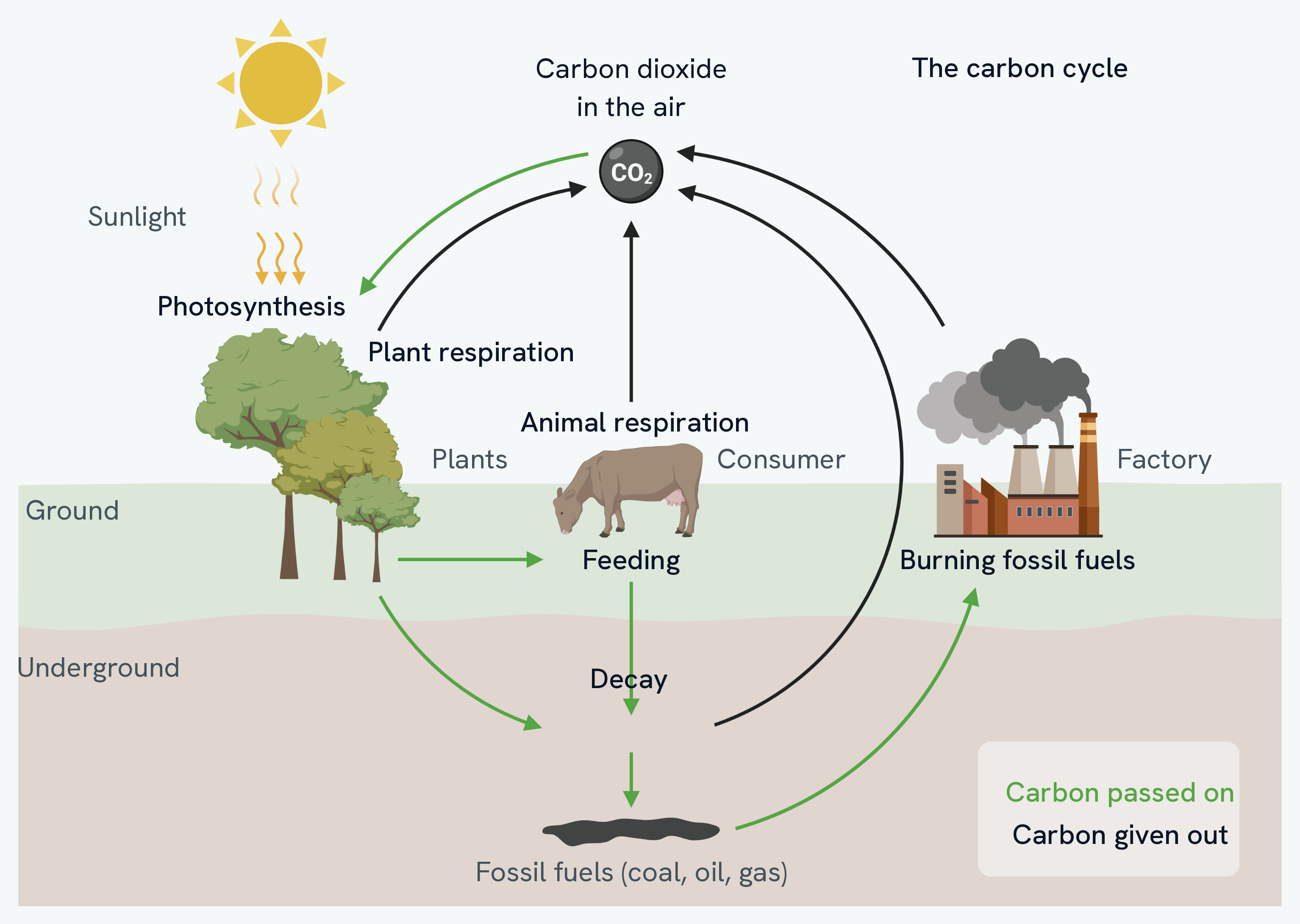 The carbon cycle. Carbon dioxide in the air sits at the top. A green arrow runs down to photosynthesis in the trees, and green arrows carry carbon on from the plants to feeding, to decay, and down to fossil fuels underground and on to burning. Black arrows return carbon to the air from plant respiration, animal respiration, decay, and a factory burning fossil fuels