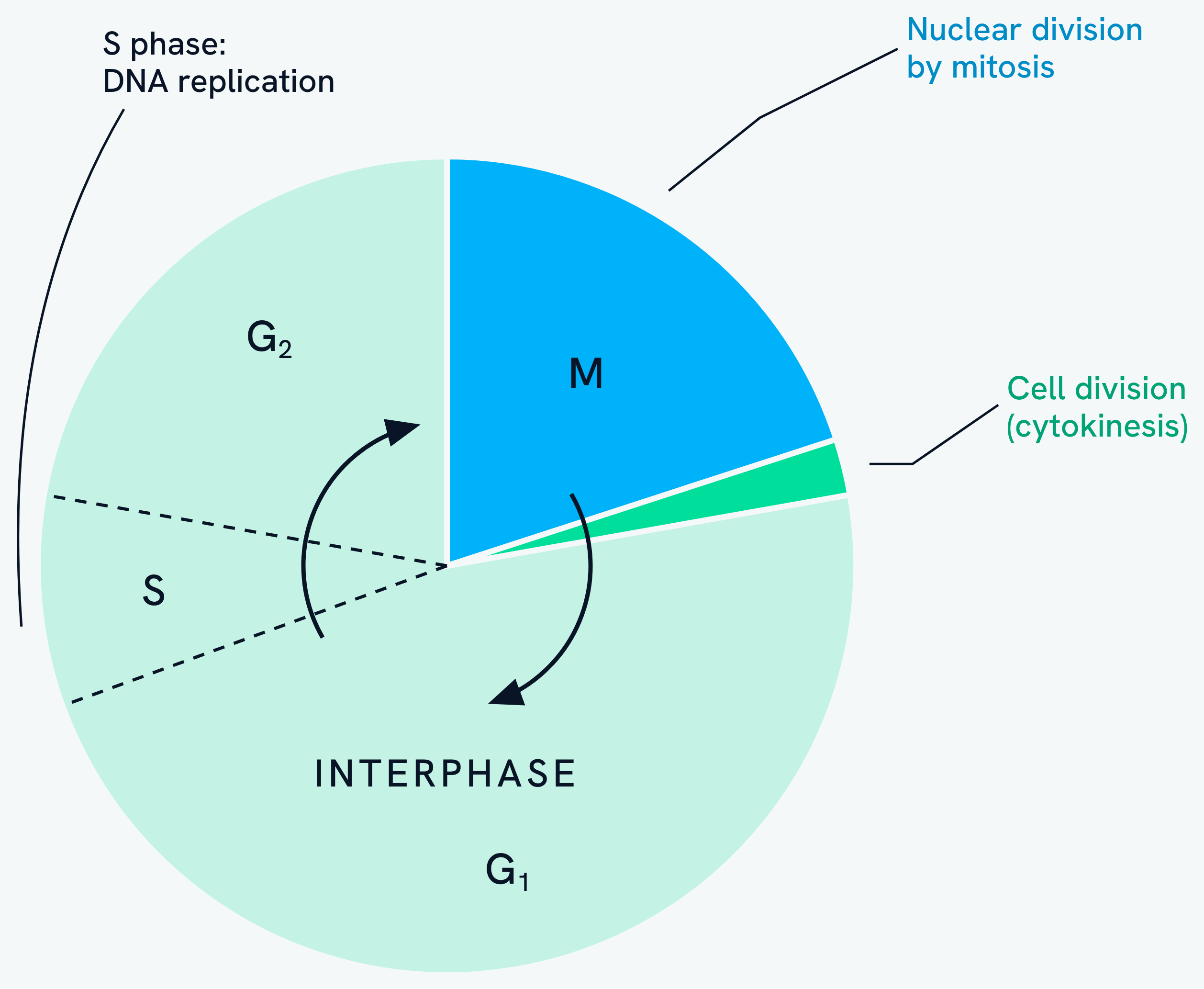 The cell cycle drawn as a circle. Most of it is interphase, made up of G1, then S phase where the DNA is replicated, then G2. The rest is M, nuclear division by mitosis, followed by a thin slice for cell division by cytokinesis