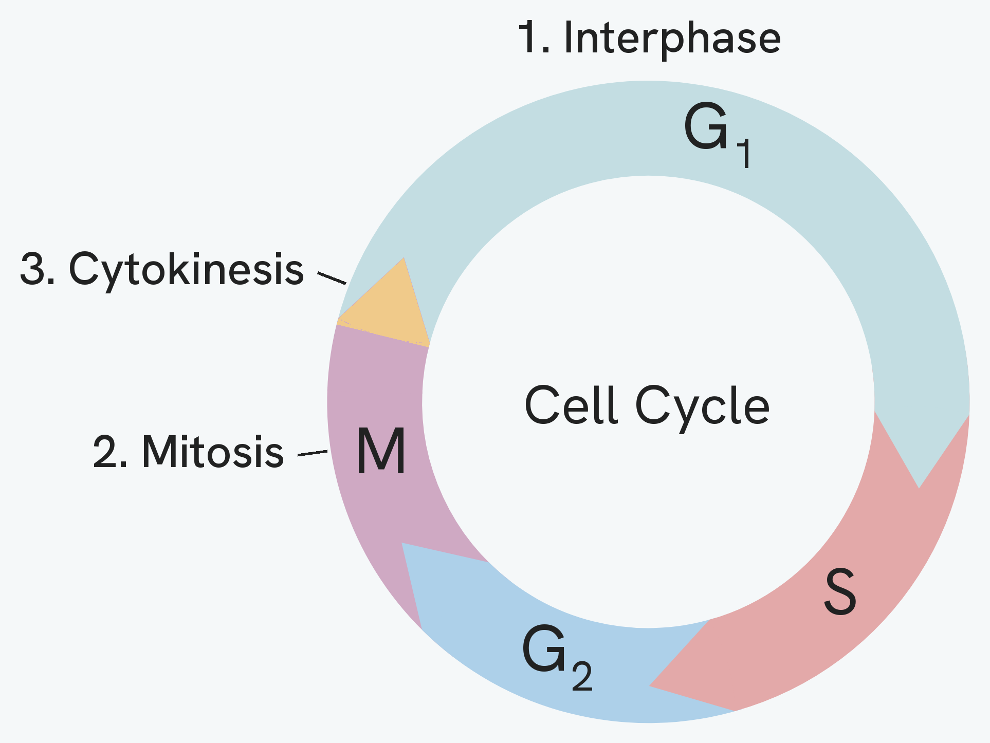 The cell cycle as a ring, divided into its three numbered parts: 1 interphase, made up of G1, S and G2, 2 mitosis, the M phase, and 3 cytokinesis, the short stage at the end of mitosis where the cell itself divides