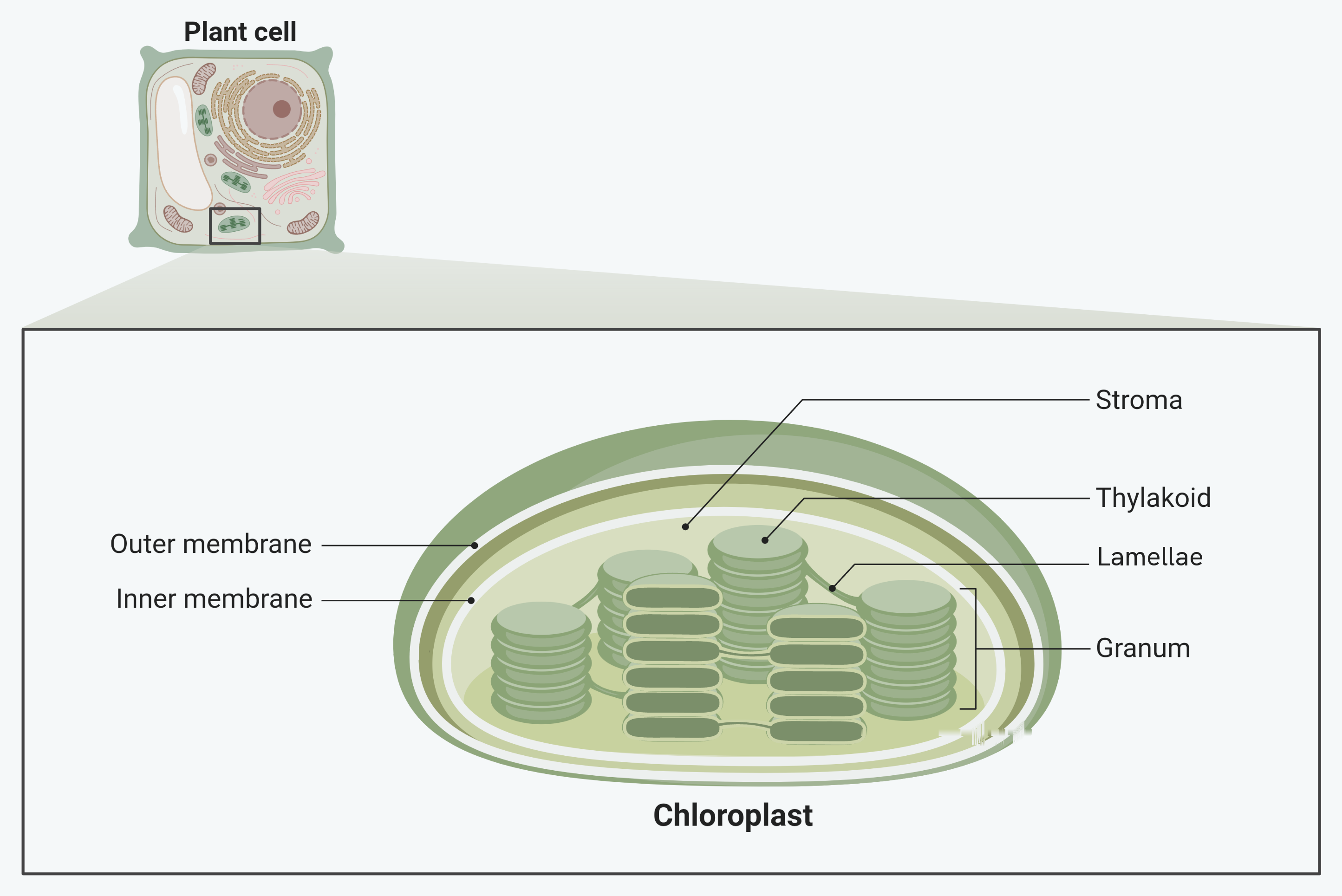 A chloroplast cut open, magnified out of a plant cell. The double membrane runs round the outside, labelled as an outer membrane and an inner membrane. Inside is the stroma, and within the stroma are flattened sacs called thylakoids, stacked into piles called grana, with single thylakoids called lamellae running between one granum and the next