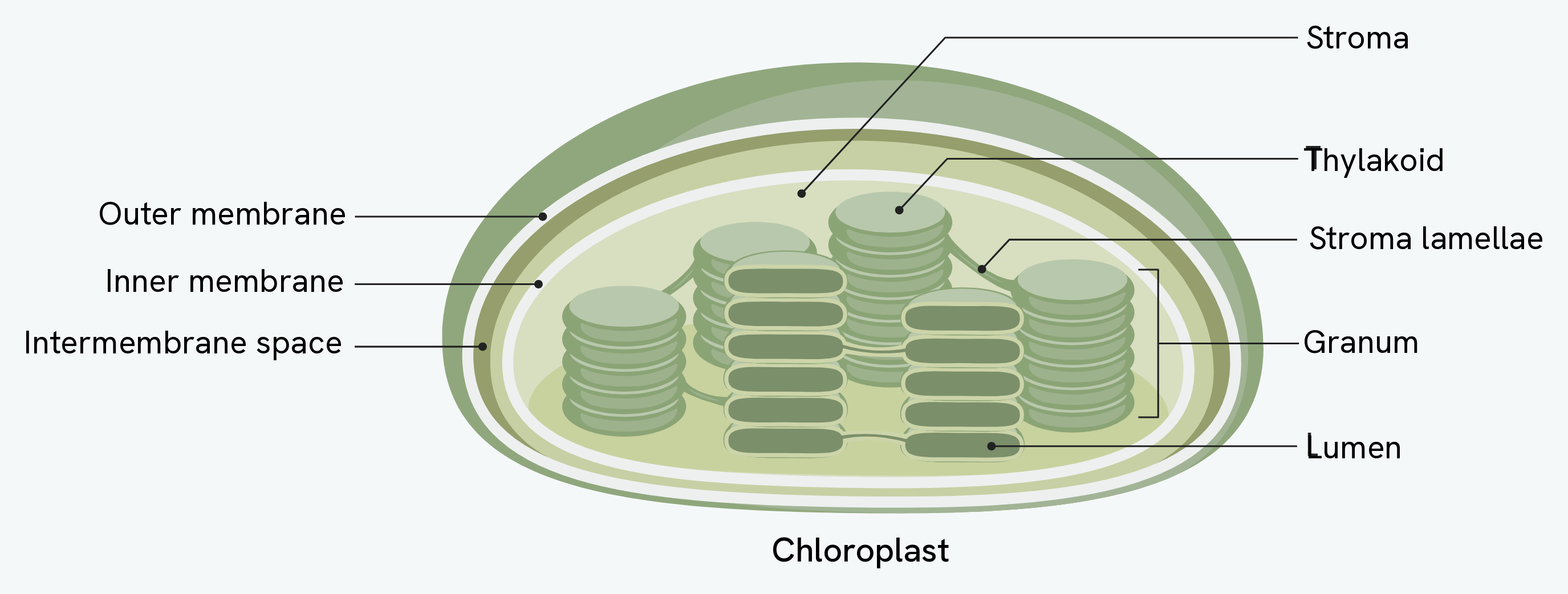 A chloroplast, showing the outer and inner membranes, the intermembrane space, the stroma, a thylakoid, stroma lamellae, a granum and the lumen