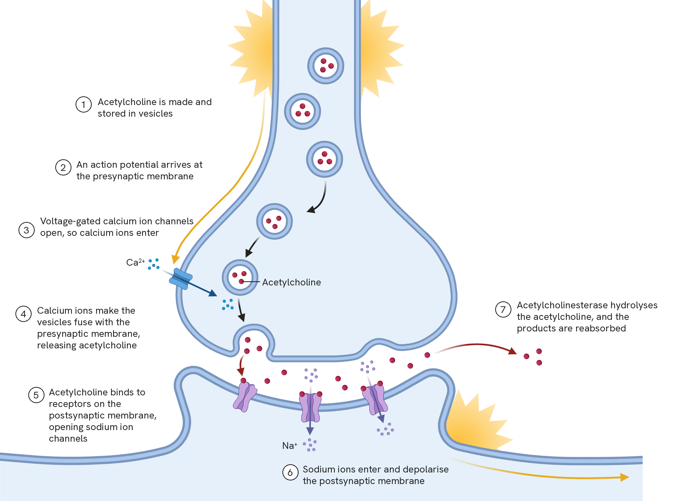 The end of a presynaptic neurone meeting a postsynaptic one across a narrow cleft, numbered one to seven. One, acetylcholine is made and stored in vesicles. Two, an action potential arrives at the presynaptic membrane. Three, voltage-gated calcium ion channels open so calcium ions enter. Four, calcium ions make the vesicles fuse with the presynaptic membrane, releasing acetylcholine. Five, acetylcholine binds to receptors on the postsynaptic membrane, opening sodium ion channels. Six, sodium ions enter and depolarise the postsynaptic membrane. Seven, acetylcholinesterase hydrolyses the acetylcholine and the products are reabsorbed