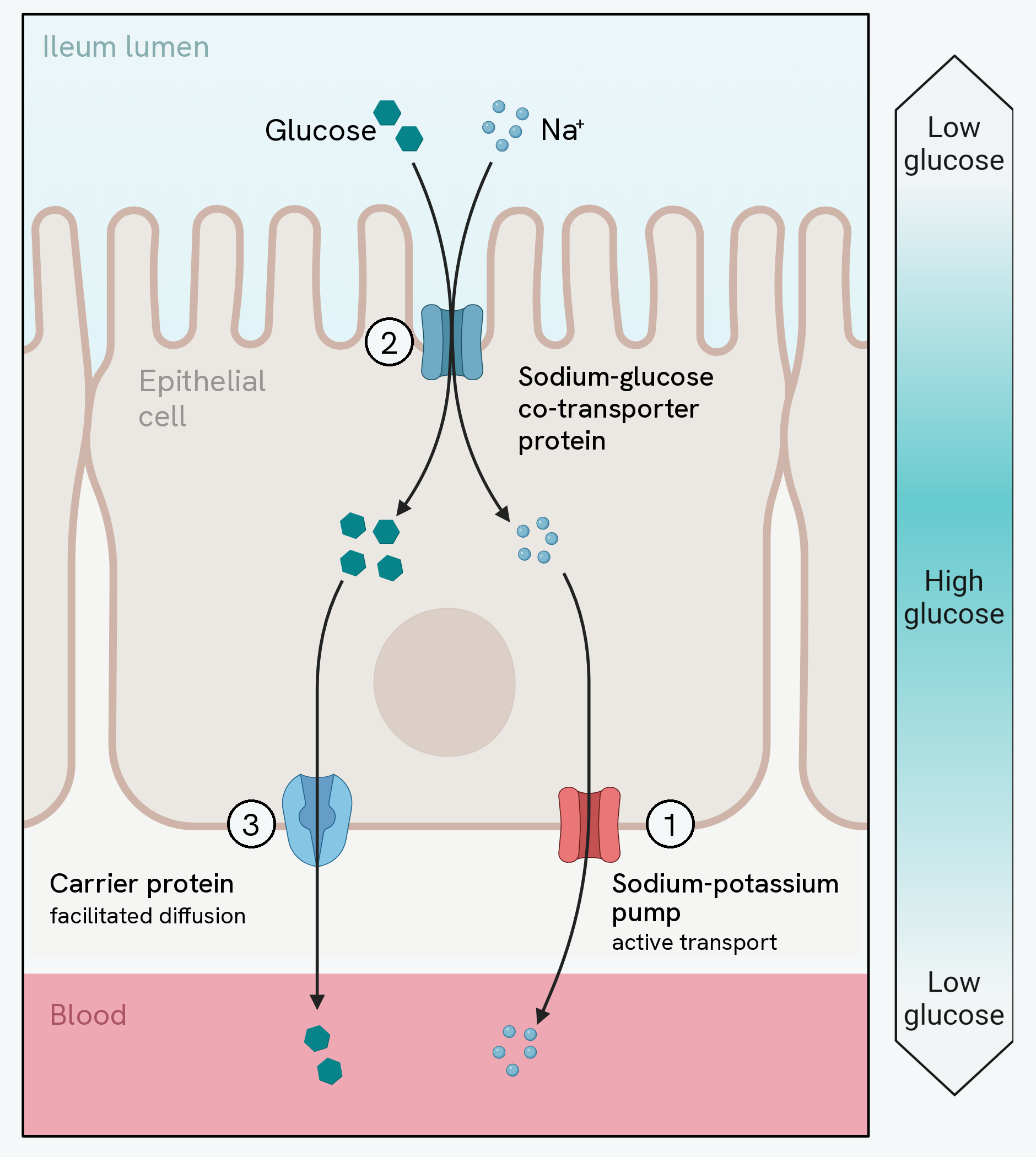 Co-transport across an ileum epithelial cell, numbered to match the three steps above. 1, a sodium-potassium pump at the base of the cell moves sodium ions out into the blood by active transport. 2, sodium ions then diffuse back in from the ileum lumen through a sodium-glucose co-transporter protein in the microvilli, bringing glucose in with them. 3, the glucose that has built up leaves for the blood through a carrier protein, by facilitated diffusion. A bar beside the cell shows the glucose concentration: low in the lumen, high inside the cell, and low again in the blood