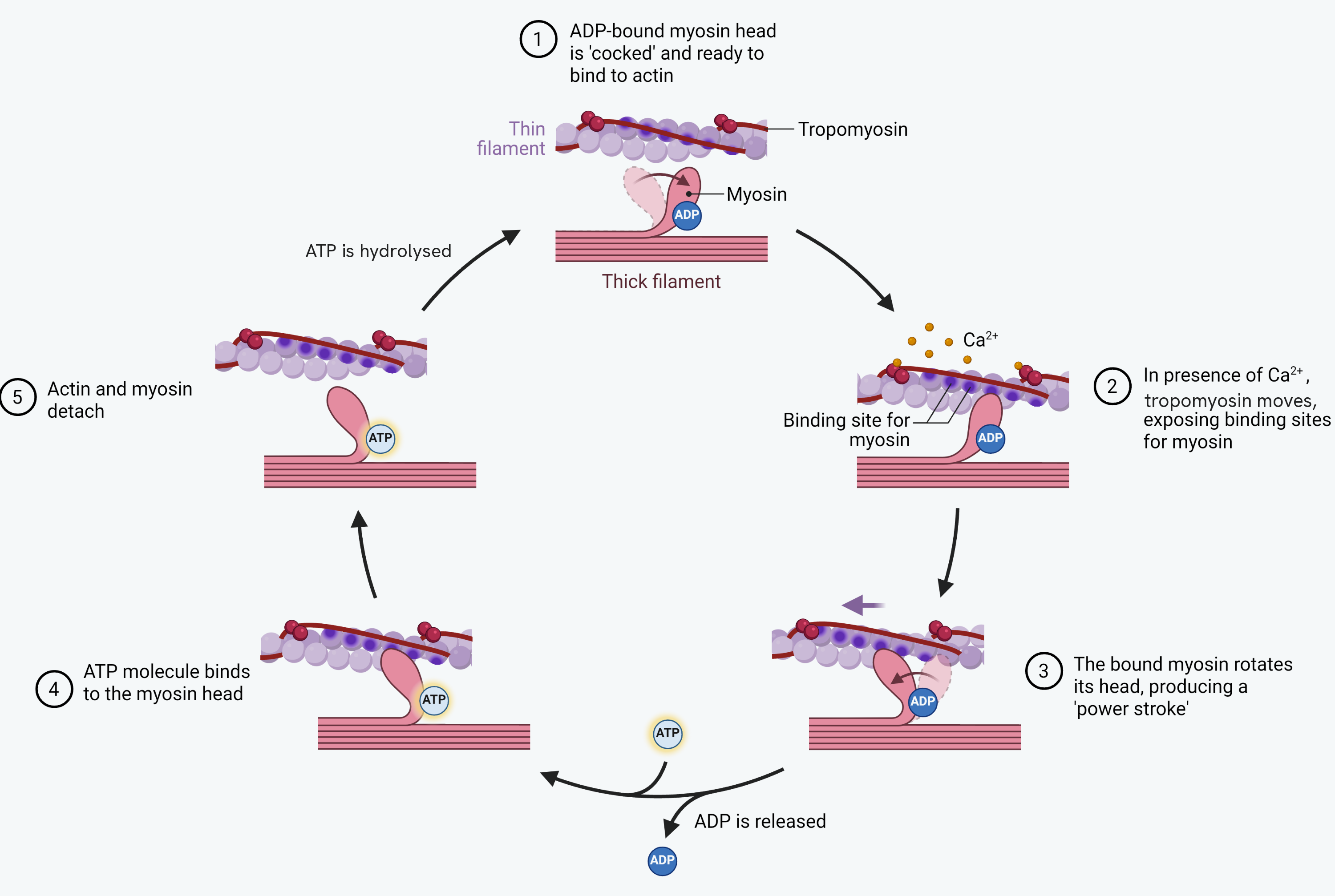 The cross-bridge cycle drawn as a loop of five stages around a circle. At the top, a myosin head carrying ADP is cocked and ready to bind to actin, with the thin filament above it carrying tropomyosin, and the thick filament below. Calcium ions then move the tropomyosin, which exposes the binding sites for myosin on the actin. The bound myosin head rotates, producing the power stroke, and ADP is released. A molecule of ATP binds to the myosin head, actin and myosin detach, and the ATP is hydrolysed to return the head to its cocked position, back at the start of the loop