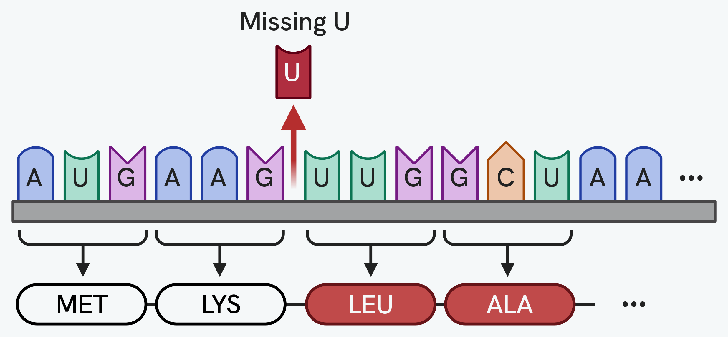 A deletion mutation in an mRNA sequence. A U has been lost, so every codon after that point is read shifted along by one. The first two codons, AUG and AAG, still give methionine and lysine, but the codons after the deletion now read UUG and GCU, giving leucine and alanine in place of the amino acids the original sequence would have coded for