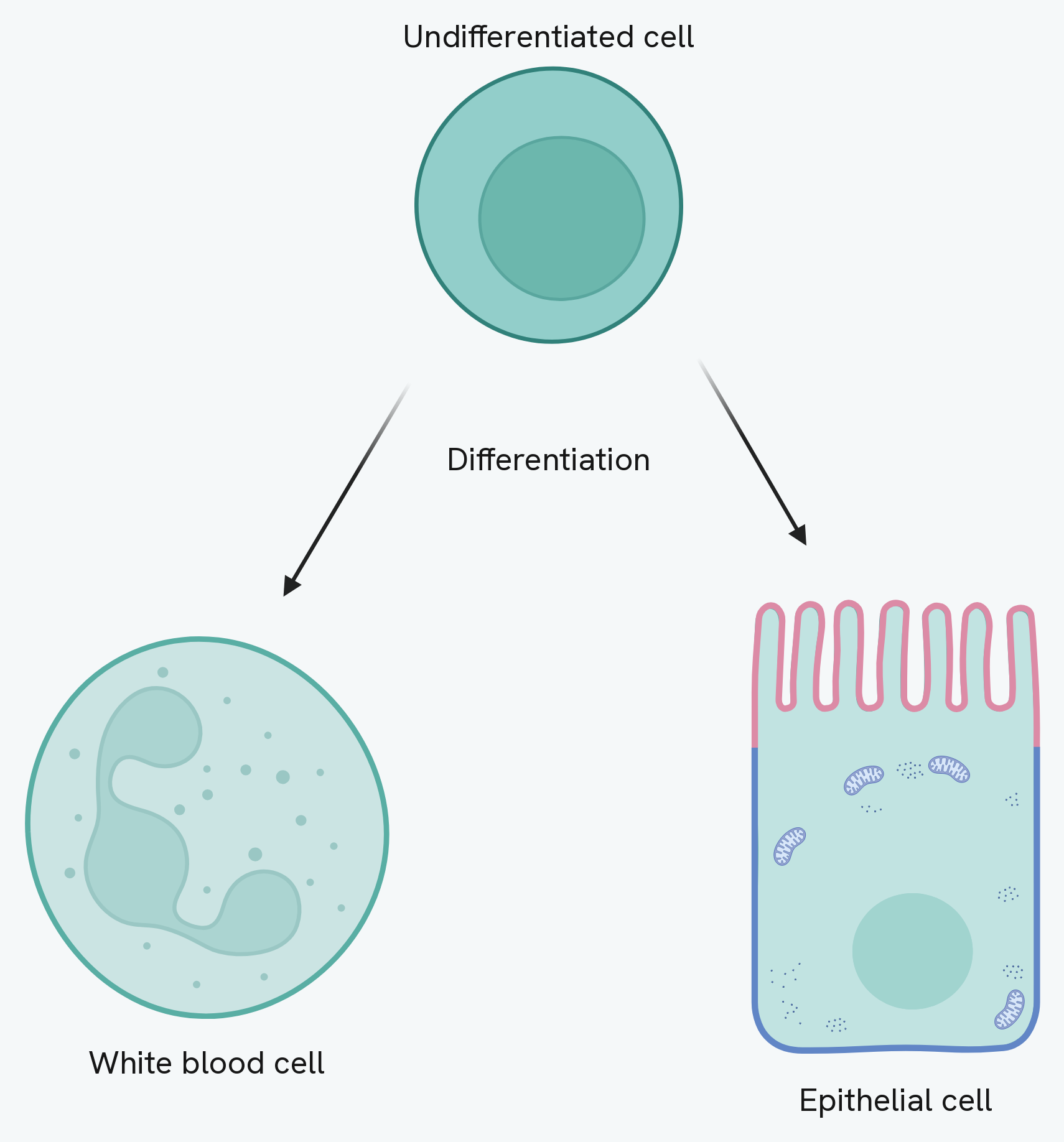 Differentiation. One undifferentiated cell, with nothing but a nucleus, develops into two very different specialised cells: a white blood cell with a lobed nucleus and granules, and an epithelial cell shaped as a column with a brush border of microvilli and many mitochondria