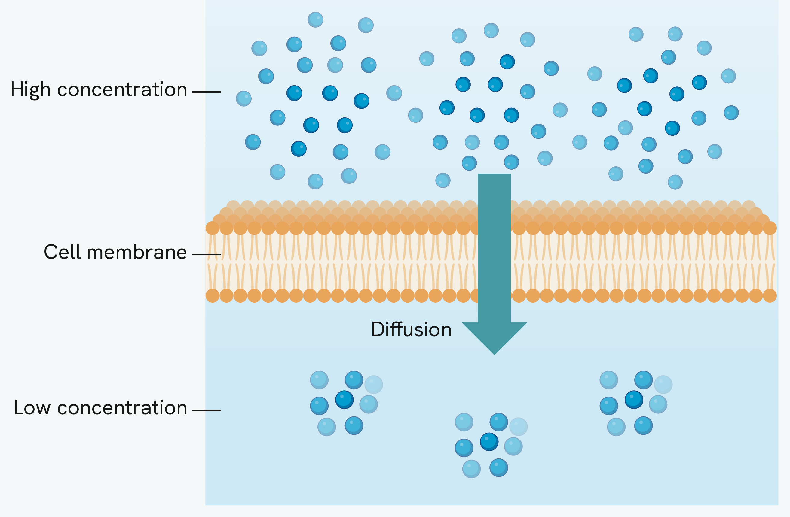 Diffusion across a cell membrane. Particles are crowded together on one side of the membrane at a high concentration and spread thinly on the other at a low concentration, and the net movement is down that concentration gradient, through the membrane from the high side to the low