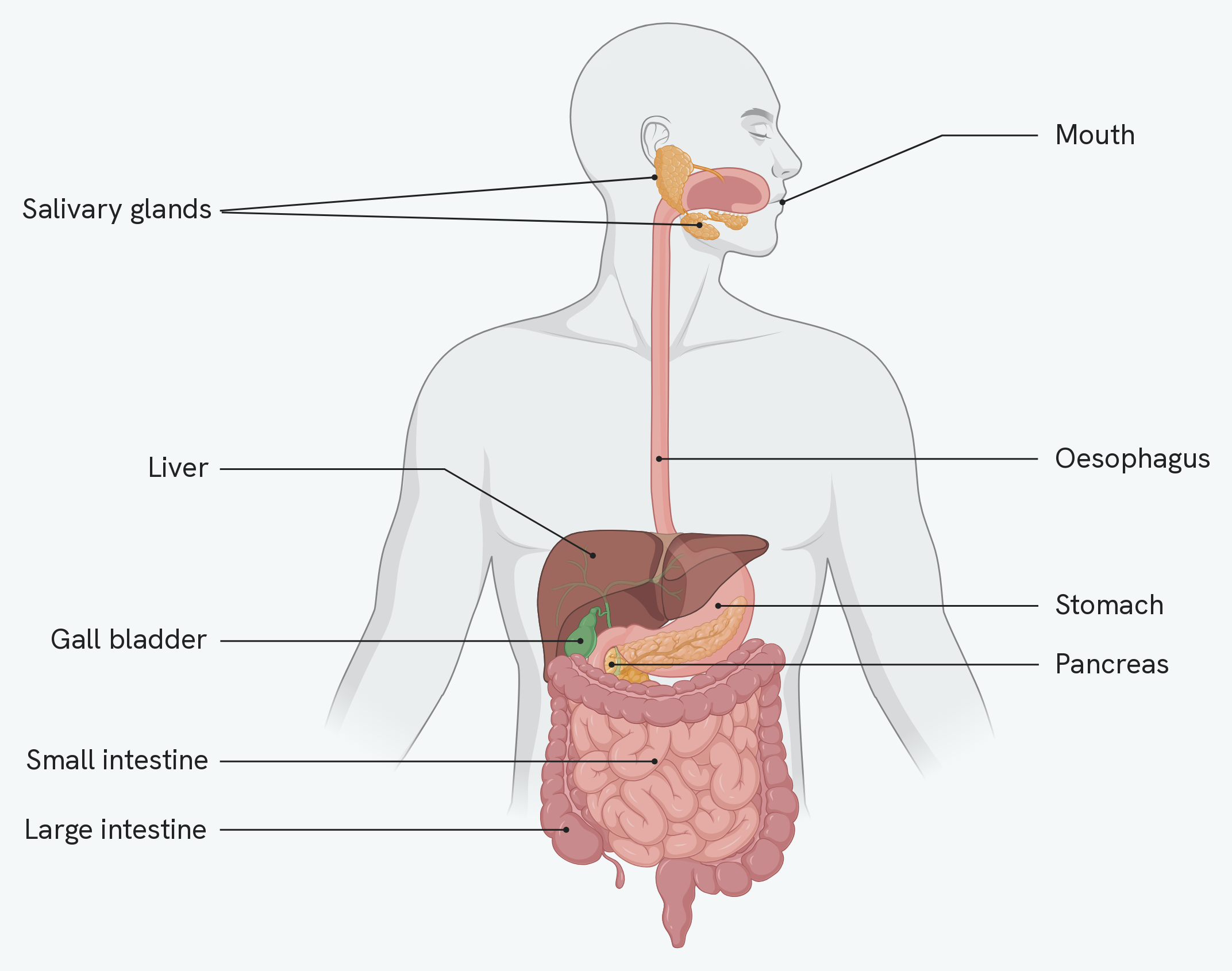 The organs of the human digestive system, seen from the front in outline. Food travels from the mouth down the oesophagus to the stomach, on into the small intestine and then the large intestine. Beside that path are the salivary glands in the cheeks, the liver with the gall bladder tucked beneath it, and the pancreas lying behind the stomach
