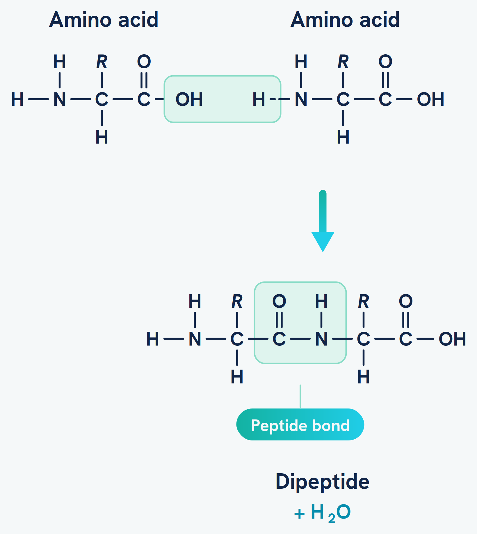 Two amino acids joining by a condensation reaction. A hydroxyl group from one and a hydrogen from the other are removed as water, forming a peptide bond between them to make a dipeptide.