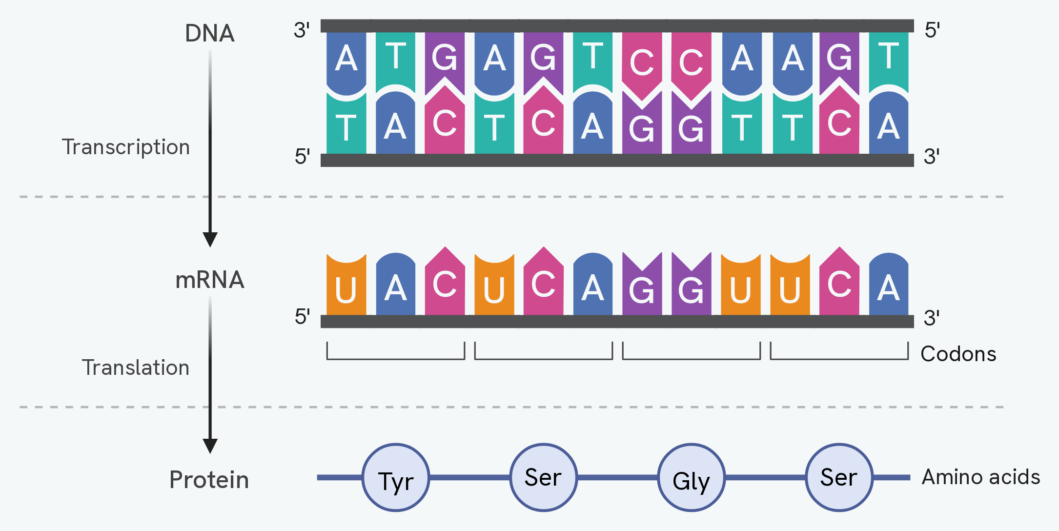 A short worked example running from DNA to protein. A double-stranded stretch of DNA is transcribed from its template strand into an mRNA sequence, that mRNA is read in groups of three as codons, and each codon gives one amino acid in the chain: Tyr, Ser, Gly, Ser