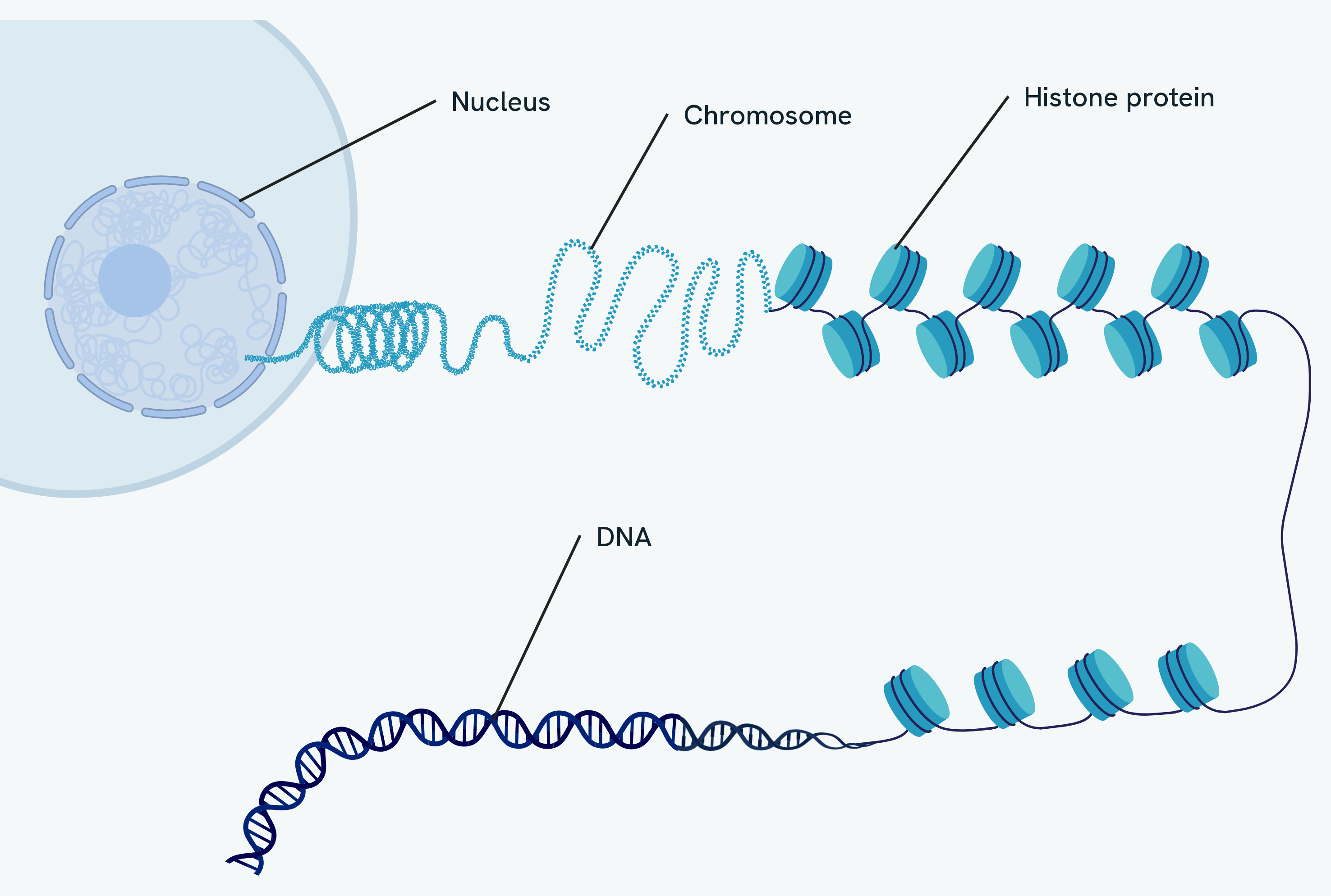 How DNA is packaged, from a chromosome inside the nucleus, through the coiled chromatin fibre, to DNA wound around histone proteins and finally the DNA double helix itself
