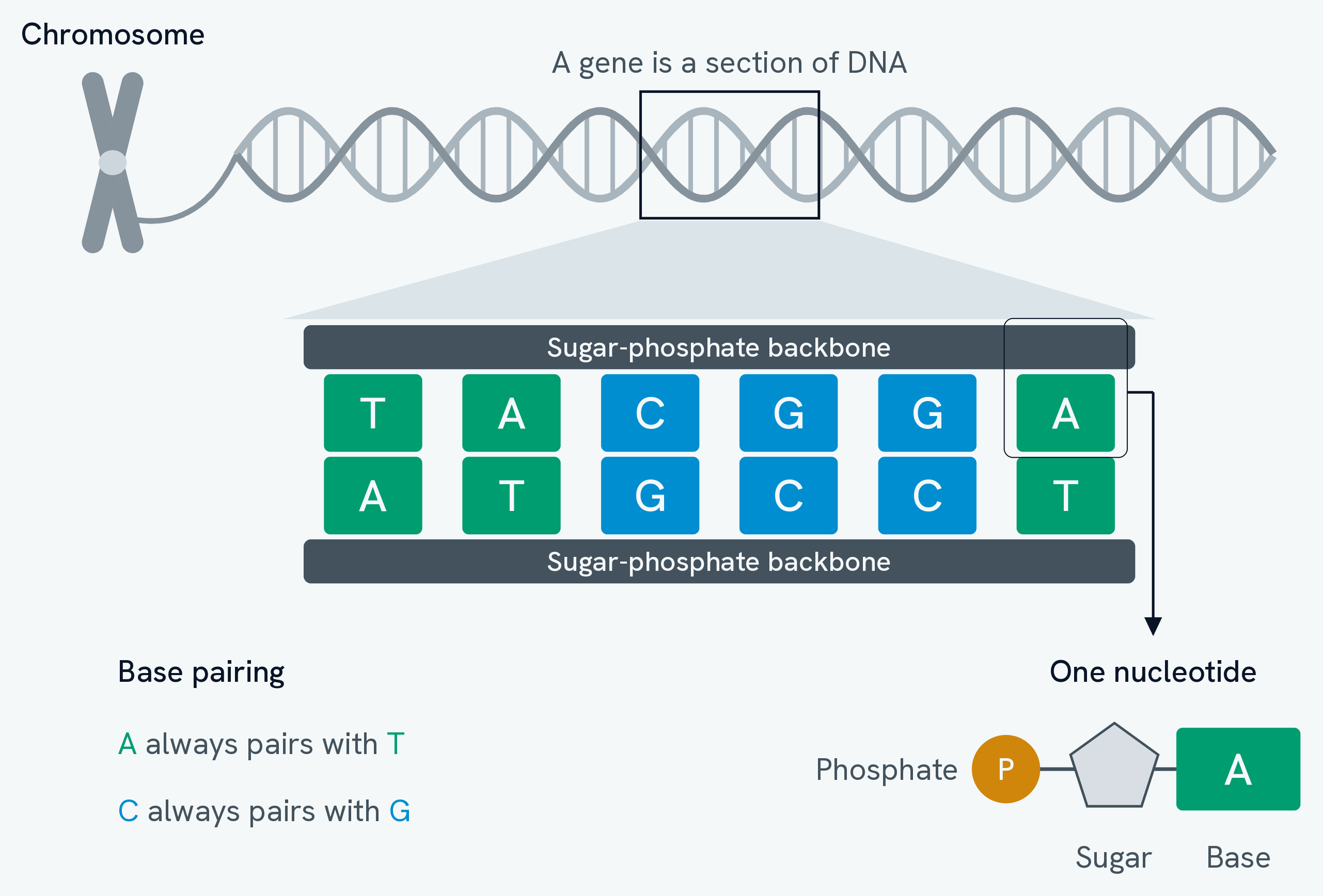 A chromosome at the top left with a strand of DNA trailing out of it into a double helix drawn across the page. A short stretch of the helix is boxed and labelled a gene, and a magnification wedge opens that box into a ladder below: two dark bars labelled sugar-phosphate backbone with six pairs of coloured blocks between them, reading TACGGA along the top and ATGCCT along the bottom. The A and T blocks are green and the C and G blocks are cyan, so each pair is one colour. One unit of the top strand is ringed and drawn out beneath as a phosphate circle, a sugar pentagon and a base, labelled one nucleotide