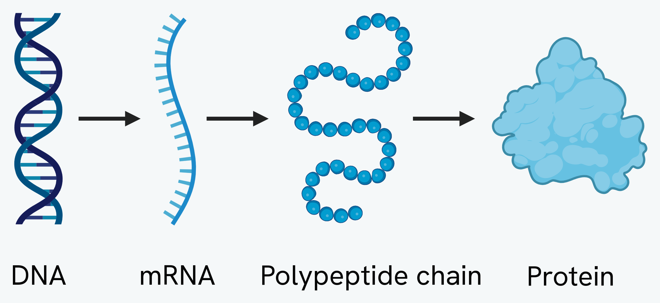 The route from gene to protein: DNA is transcribed into mRNA, the mRNA is translated into a polypeptide chain, and the polypeptide folds into a functioning protein
