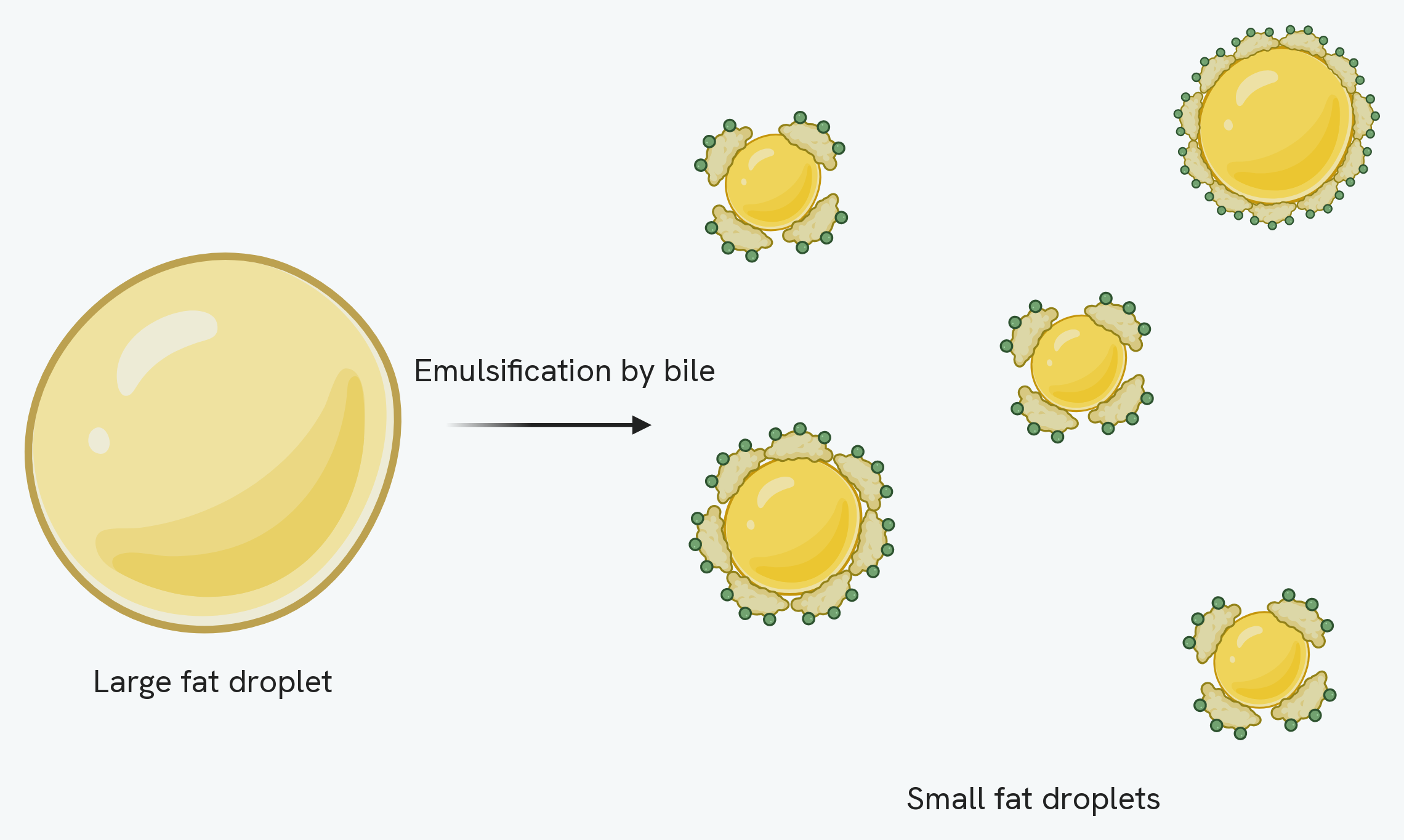 Emulsification. On the left is a single large droplet of fat. An arrow labelled emulsification by bile leads to the right, where the same fat is now spread across five much smaller droplets, each one coated by bile