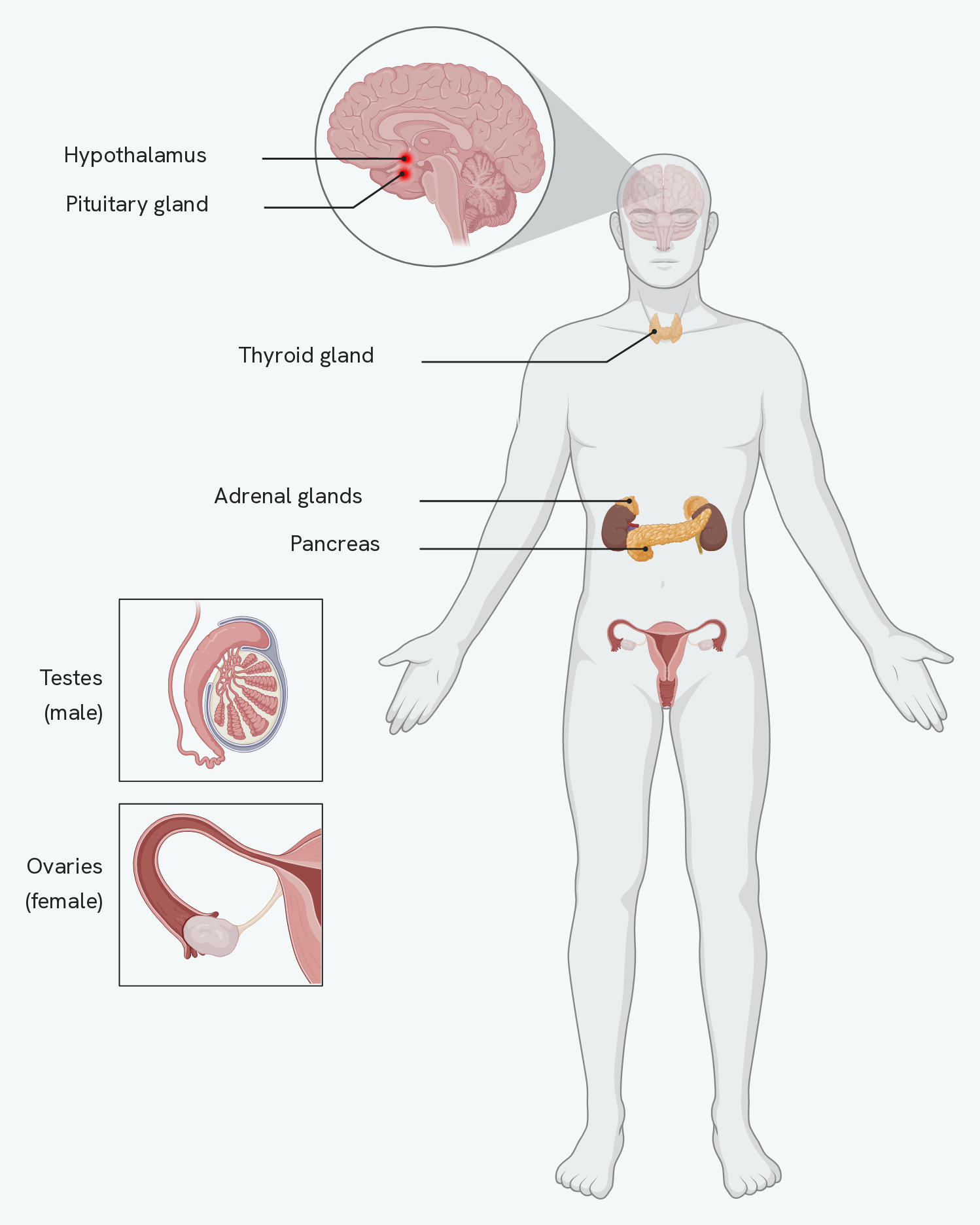 An outline of the human body with the endocrine glands marked. An inset of the brain shows the hypothalamus and, just below it, the pituitary gland. Down the body are the thyroid gland in the neck, then the adrenal glands sitting on top of the kidneys and the pancreas between them. Two framed insets show the testes in males and the ovaries in females