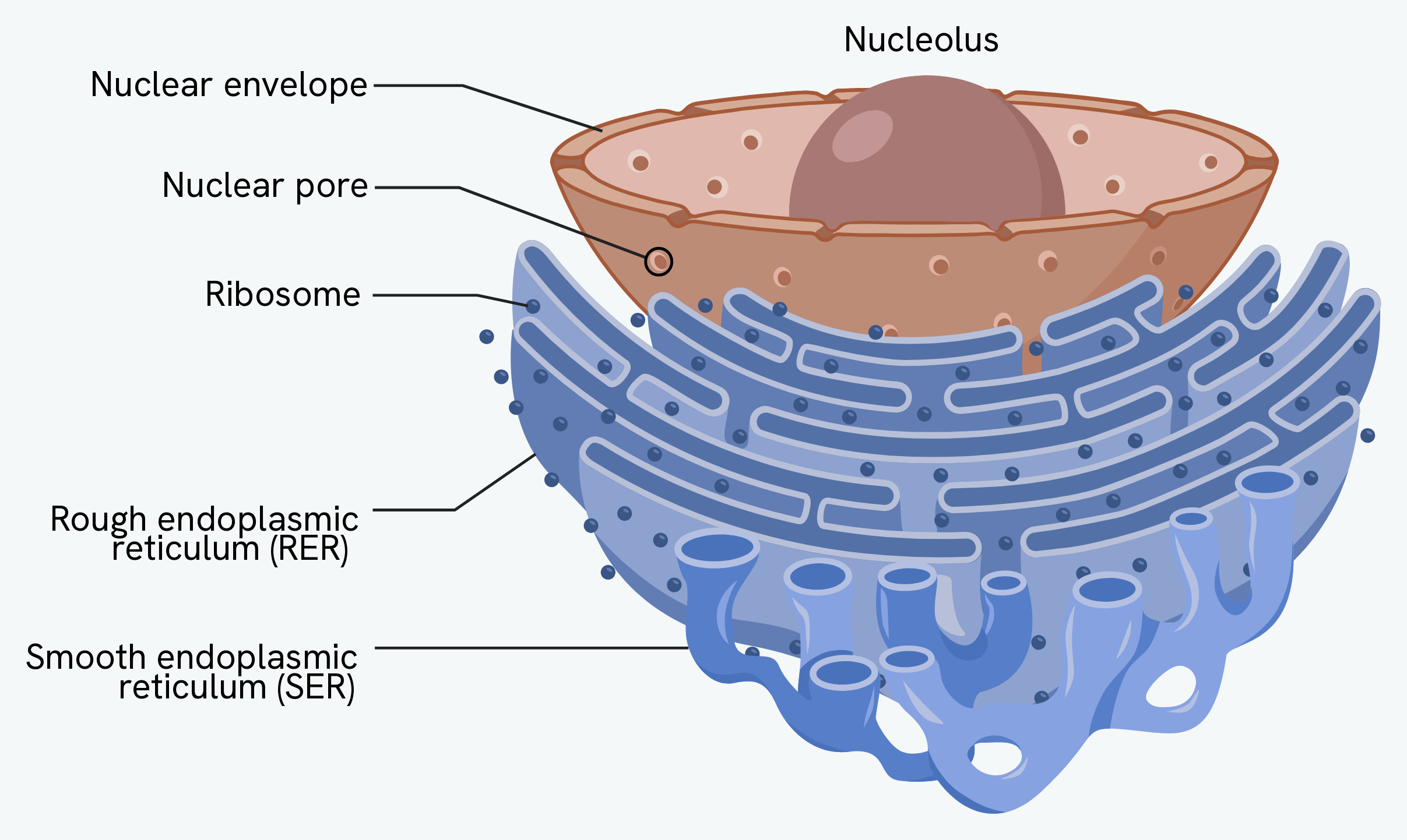 The nuclear envelope and endoplasmic reticulum, showing the nucleolus, a nuclear pore, ribosomes, and the rough (RER) and smooth (SER) endoplasmic reticulum