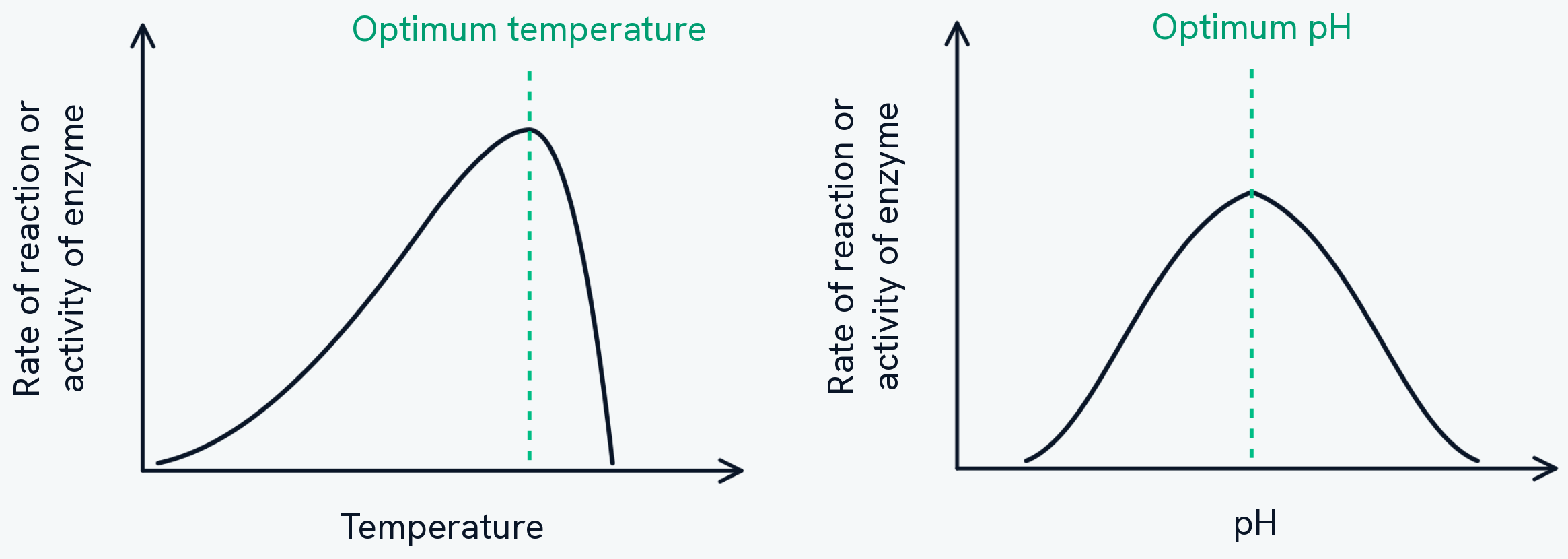 Two graphs side by side, each plotting rate of reaction or activity of enzyme against a condition. On the left the condition is temperature: the curve rises gradually to a peak at a dashed line marked optimum temperature, then falls away very steeply. On the right the condition is pH: the curve rises to a peak at a dashed line marked optimum pH, and falls away on the far side as gently as it rose