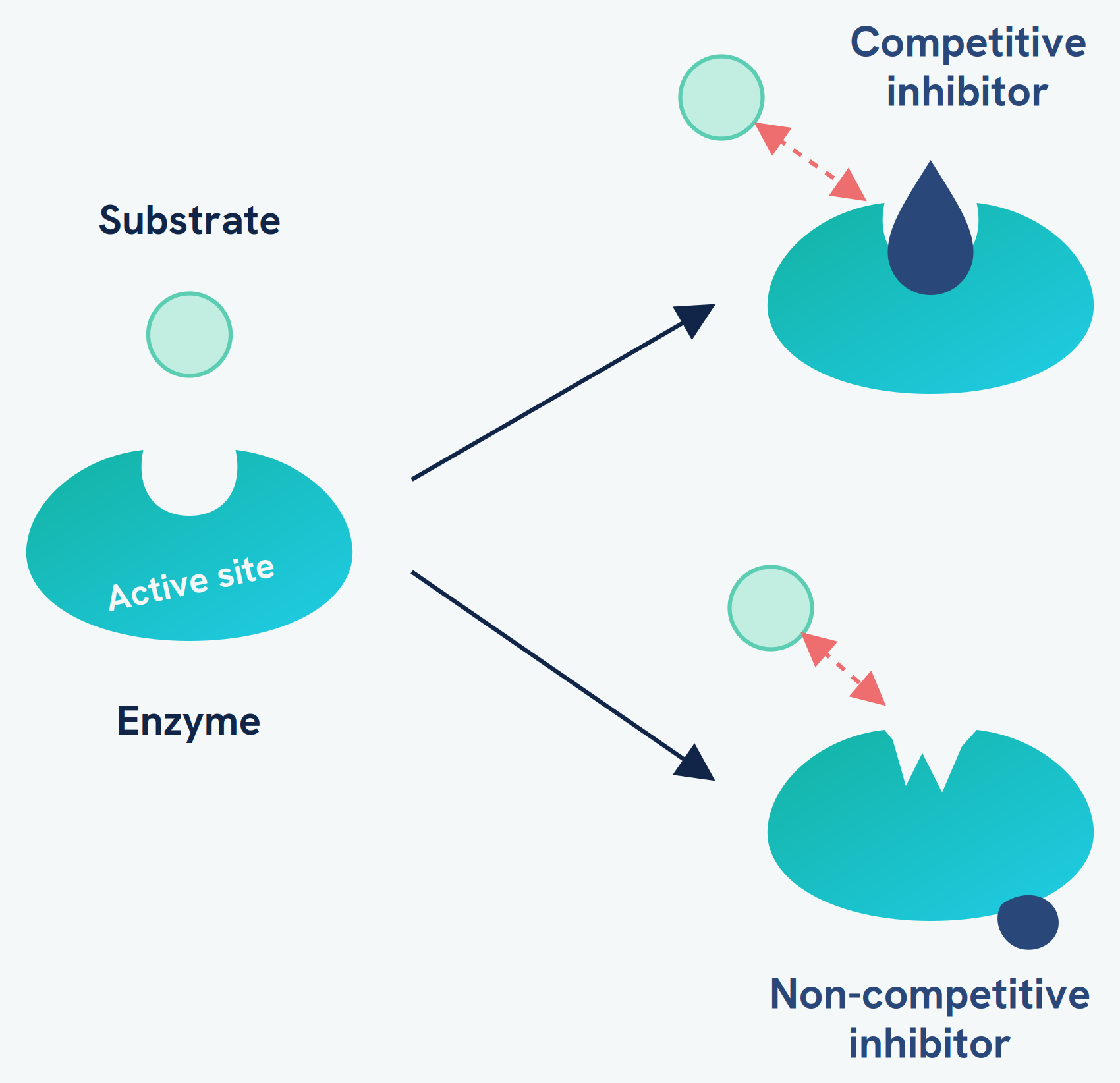 Competitive inhibition, where an inhibitor binds in the active site and blocks the substrate, next to non-competitive inhibition, where an inhibitor binds elsewhere and changes the shape of the active site