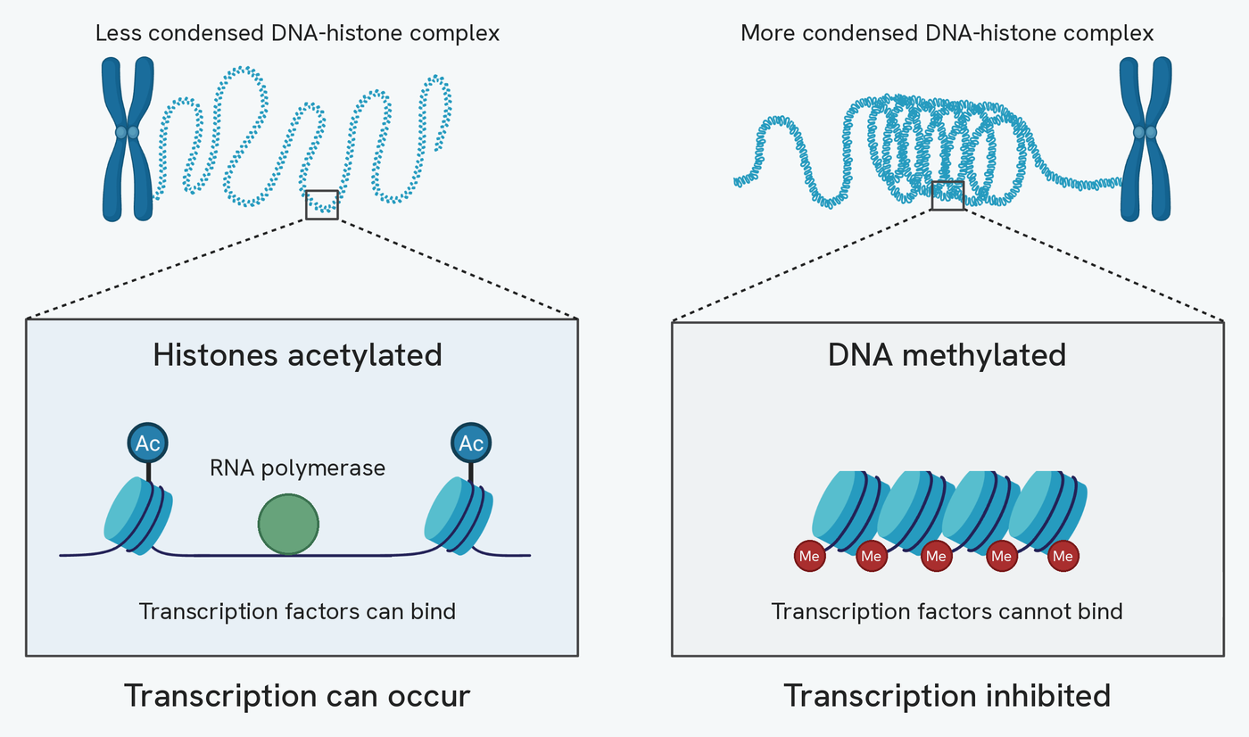 Two panels side by side, each a chromosome with a small region magnified below it. On the left the DNA-histone complex is less condensed, and the magnified view shows two widely spaced histones, each carrying an acetyl group, with a long stretch of DNA exposed between them and RNA polymerase sitting on it, so transcription factors can bind and transcription can occur. On the right the complex is more condensed, and the magnified view shows four histones packed tightly together with methyl groups attached to the DNA running between them, so transcription factors cannot bind and transcription is inhibited