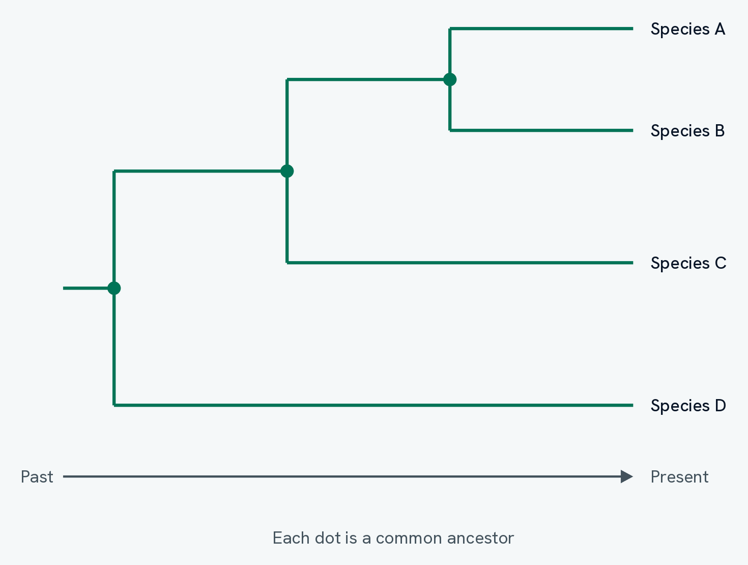 An evolutionary tree of four species drawn square, with time running left to right from past to present. Species A and B meet at a branch point near the present, species C joins further back, and species D splits off first. A dot marks each branch point
