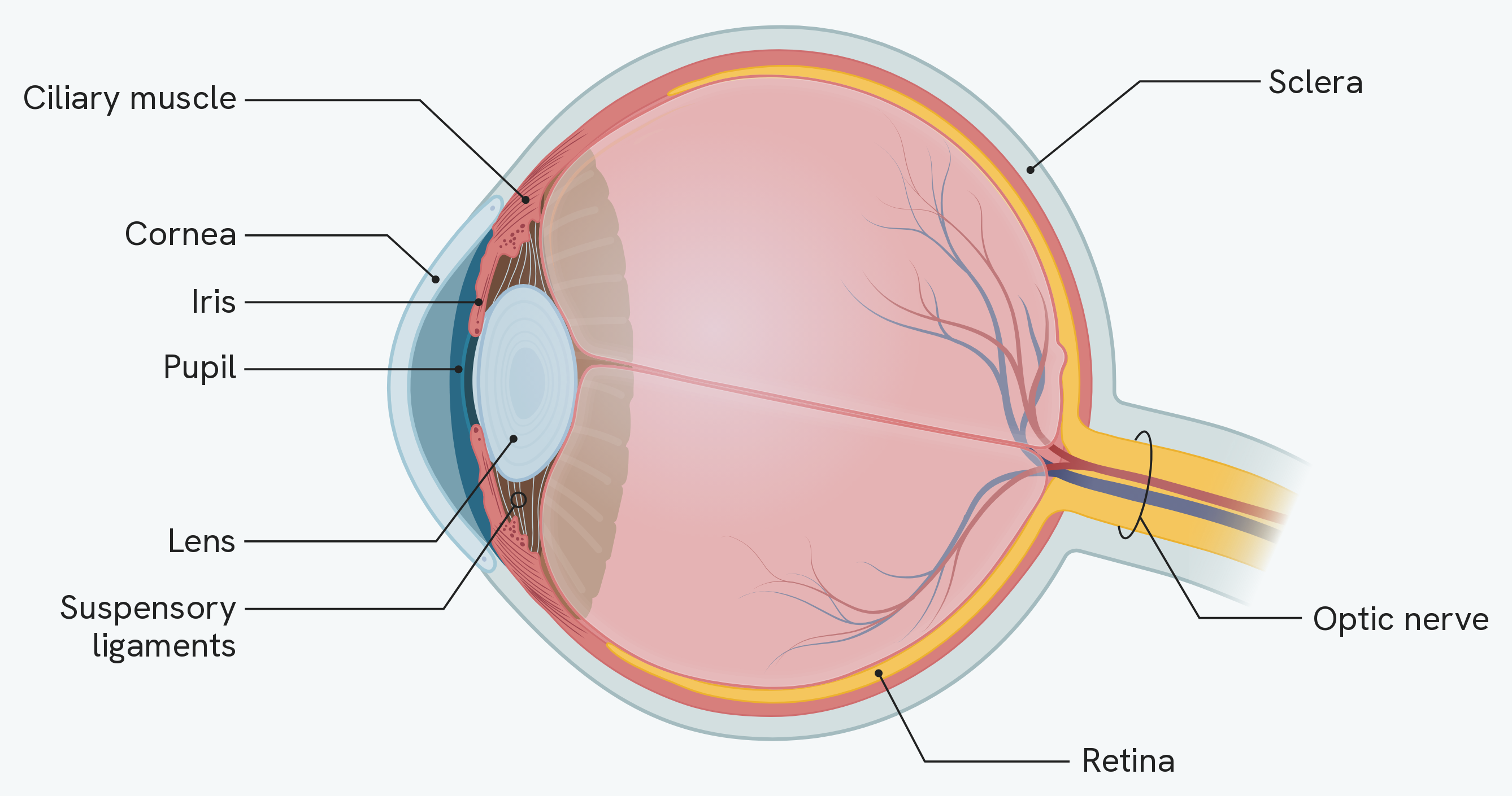 A cross-section of the eye seen from the side, light entering from the left. At the front are the cornea, then the iris with the pupil as the opening through it, then the lens, held in place by the suspensory ligaments running to the ciliary muscle. The three layers of the wall are labelled from the outside in: the sclera, then the retina lining the inside at the back, with the optic nerve leaving from the back of the eye