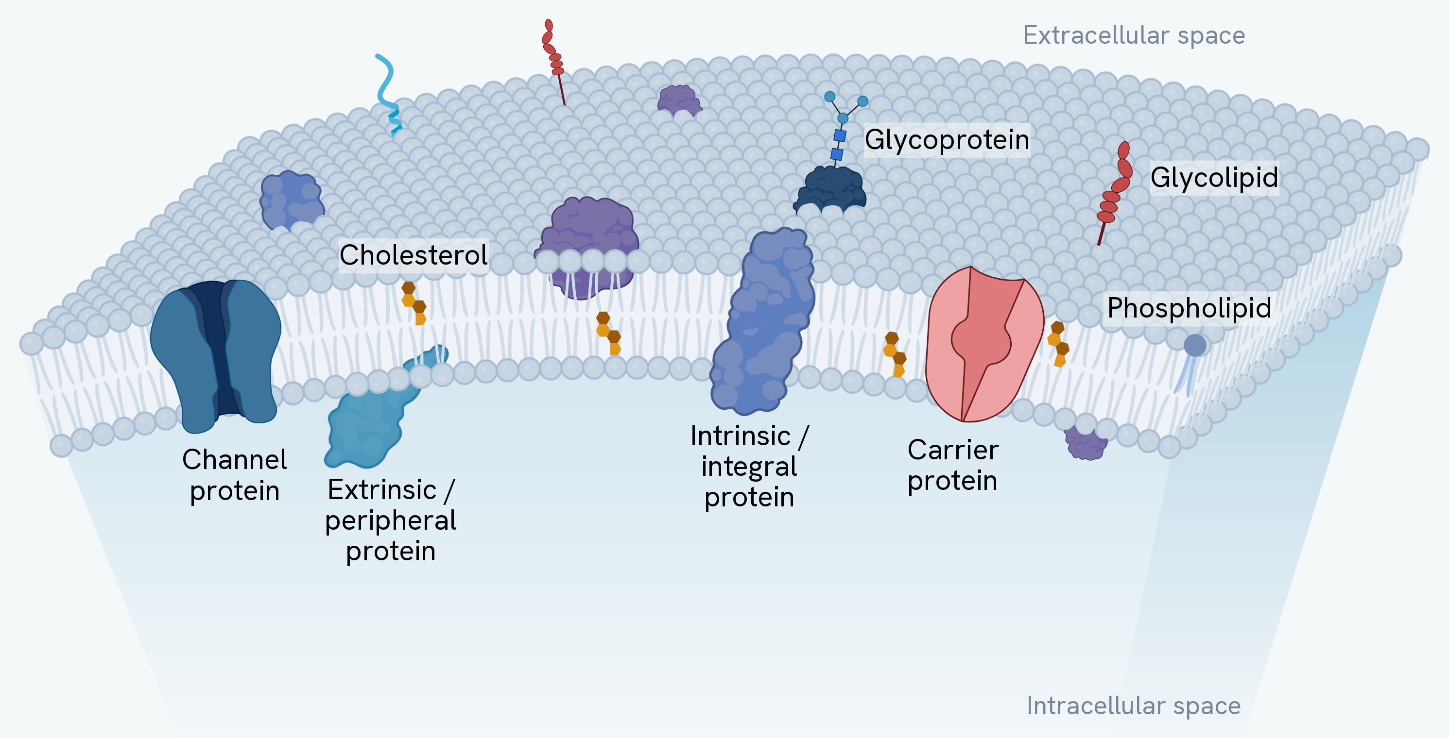 The fluid mosaic model of a cell membrane, with the extracellular space above and the intracellular space below. The phospholipid bilayer is labelled, along with cholesterol between the tails, a channel protein and a carrier protein spanning the bilayer, an intrinsic or integral protein, an extrinsic or peripheral protein on the inner surface, and a glycoprotein and a glycolipid carrying carbohydrate chains on the outer surface