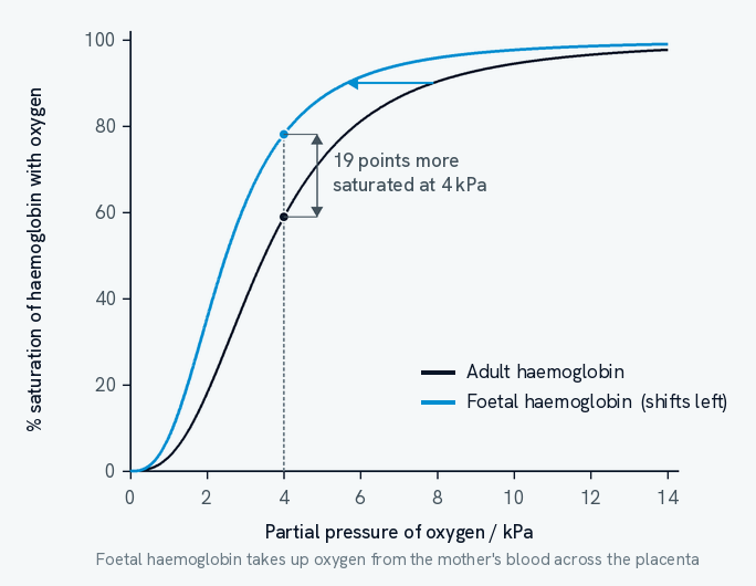 Two oxyhaemoglobin dissociation curves on the same axes. The adult haemoglobin curve is drawn in dark ink. The foetal haemoglobin curve is drawn in blue and lies to the left of it, with an arrow showing the shift. At a partial pressure of 4 kilopascals, a dotted line meets both curves: the adult curve at 59 per cent saturation and the foetal curve at 78 per cent, with the gap between them marked as 19 points more saturated