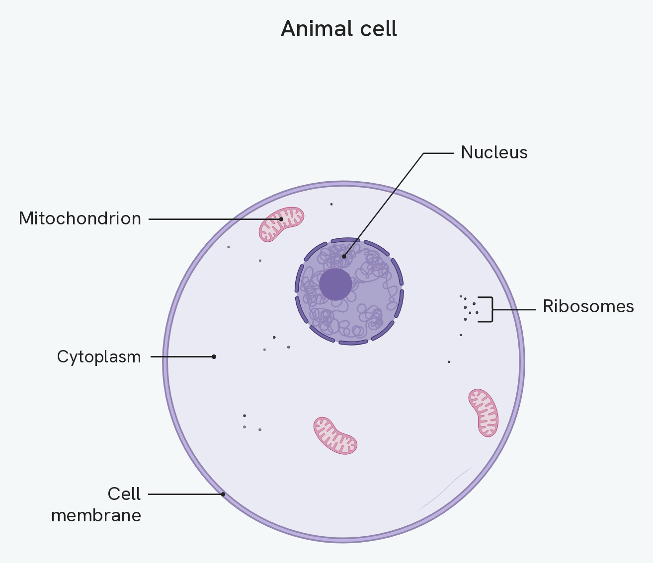 An animal cell, labelling the cell membrane around the outside, the cytoplasm filling the cell, the nucleus, the mitochondria and the ribosomes