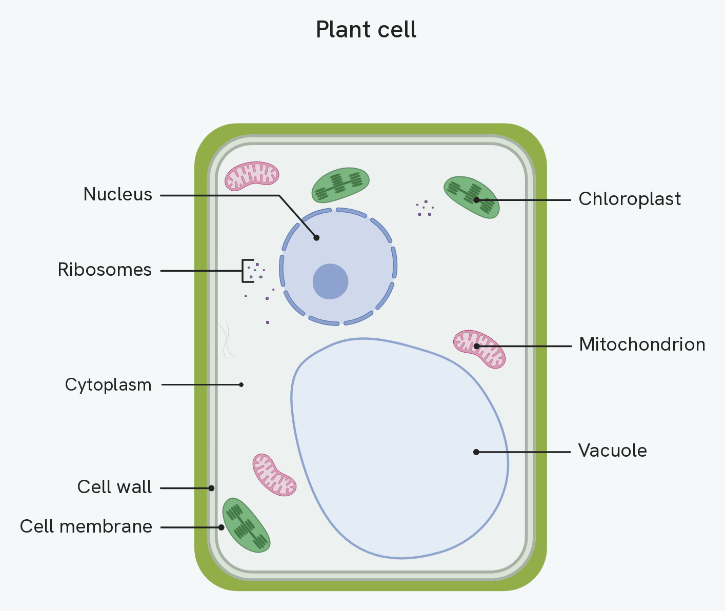 A plant cell, labelling the cell membrane, the cytoplasm, the nucleus, the mitochondria and the ribosomes, plus the three extras an animal cell does not have: the cell wall outside the cell membrane, the chloroplasts, and the large permanent vacuole