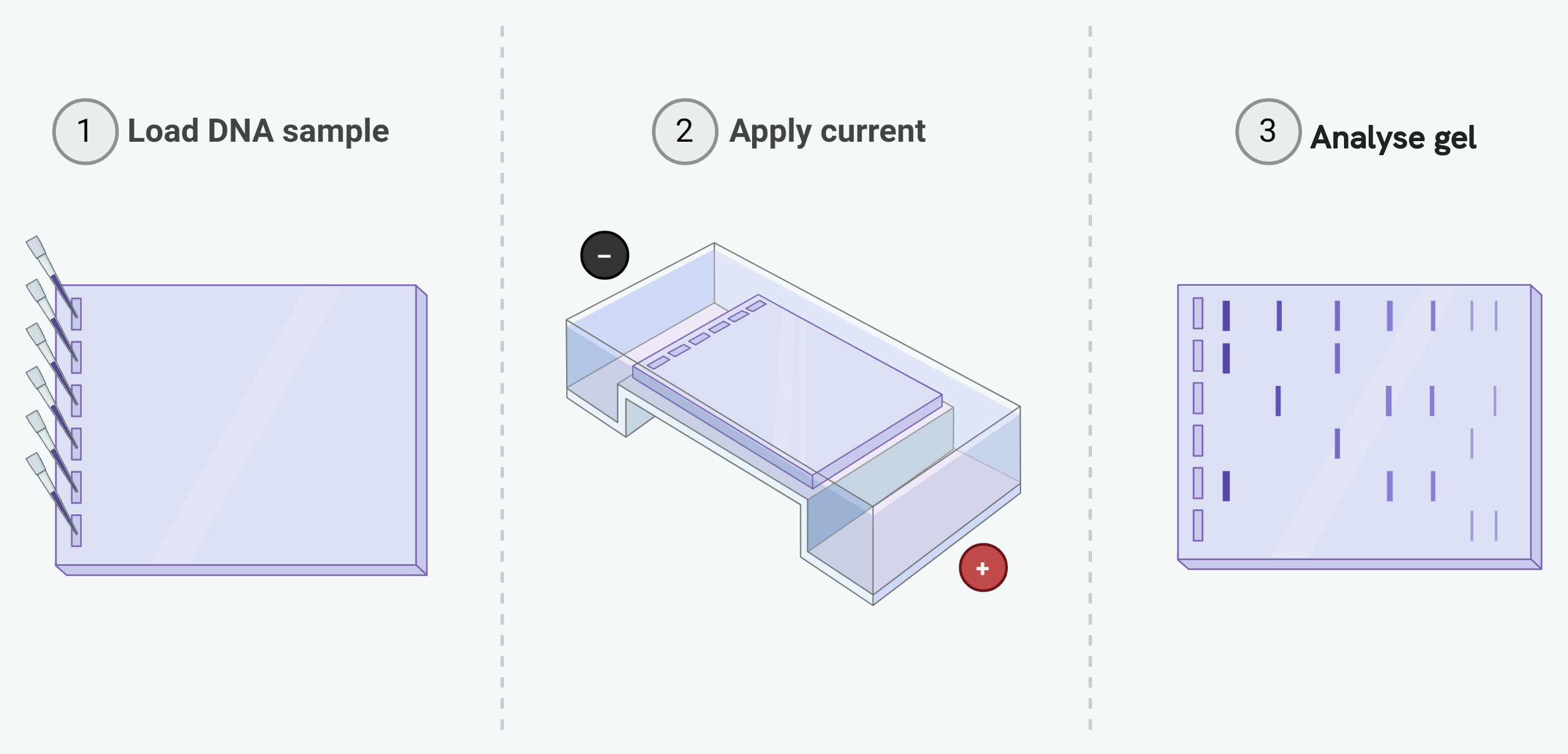 Gel electrophoresis in three steps. First the DNA samples are loaded into wells cut along one end of a gel. Second the gel is placed in a tank of buffer and a current applied, with the negative electrode at the end holding the wells and the positive electrode at the far end. Third the finished gel is examined, showing each sample as a column of bands at different distances from the well it started in