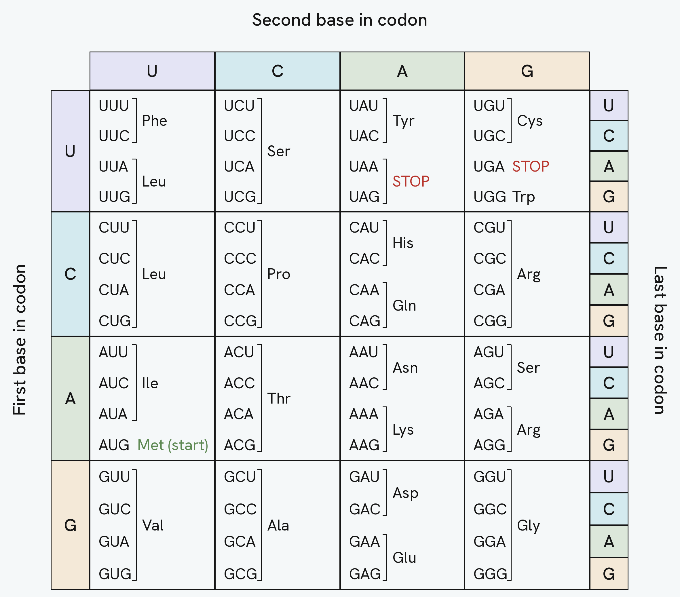The genetic code table, giving the amino acid coded for by each of the 64 mRNA codons, read by first base down the left, second base along the top and last base up the right, with the start codon AUG and the three stop codons marked