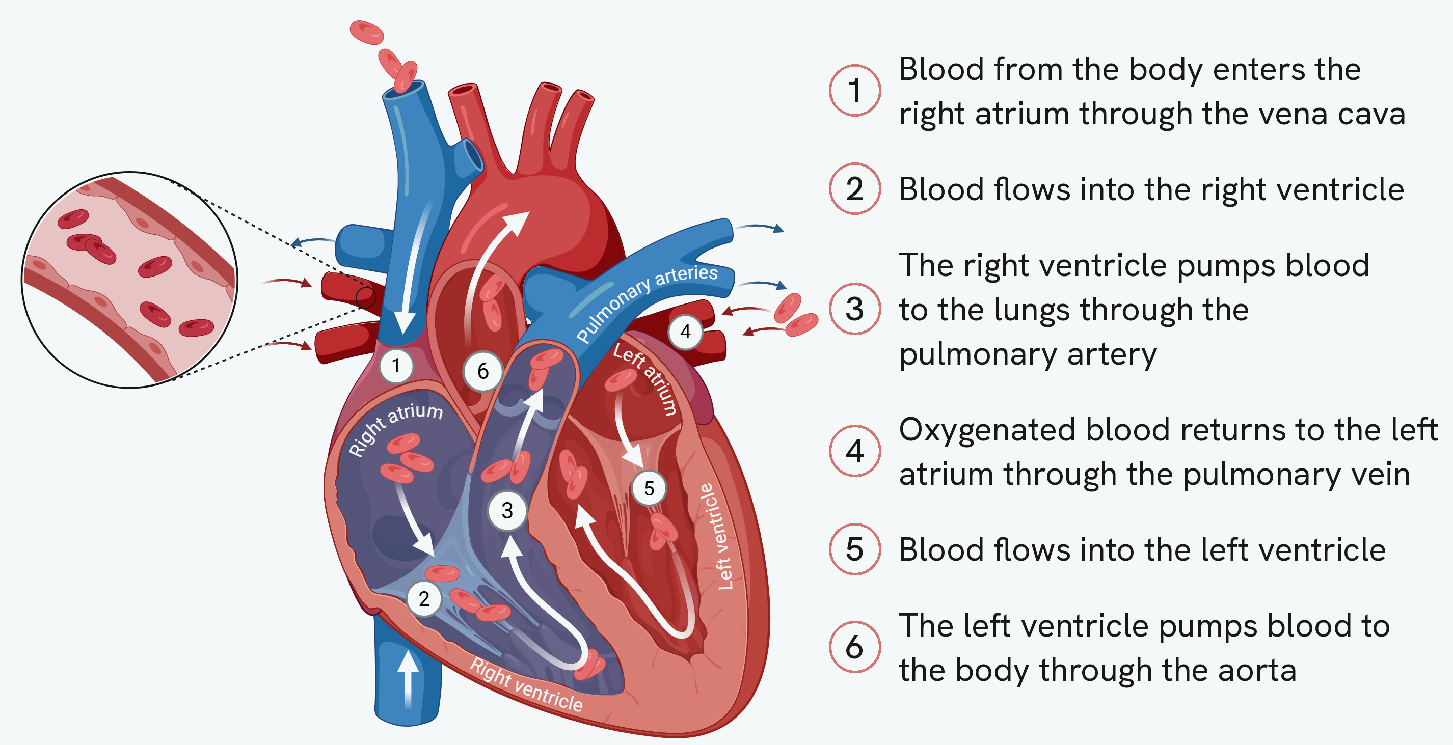 The heart cut open, with the right atrium, right ventricle, left atrium and left ventricle named on the muscle and white arrows tracing the route through each side. Six numbered markers follow the blood from the vena cava to the aorta, and the same six steps are written out beside the drawing. An inset magnifies a blood vessel to show the red blood cells inside it