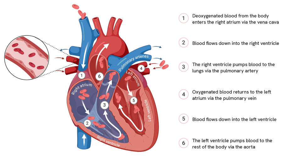 The path blood takes through the heart, numbered one to six on a cut-away heart and listed beside it. One, deoxygenated blood from the body enters the right atrium via the vena cava. Two, blood flows down into the right ventricle. Three, the right ventricle pumps blood to the lungs via the pulmonary artery. Four, oxygenated blood returns to the left atrium via the pulmonary vein. Five, blood flows down into the left ventricle. Six, the left ventricle pumps blood to the rest of the body via the aorta